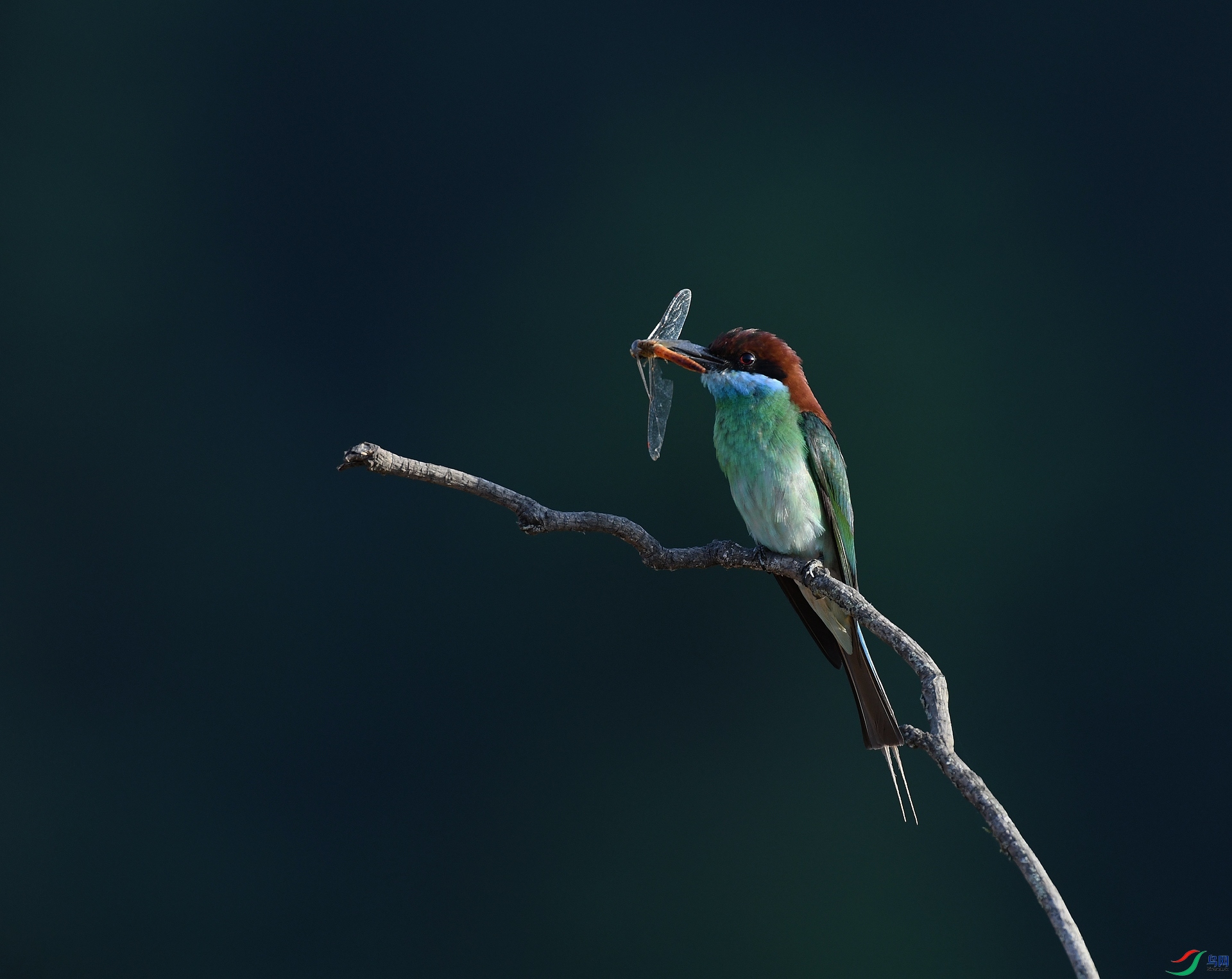 DSC_4007.jpg