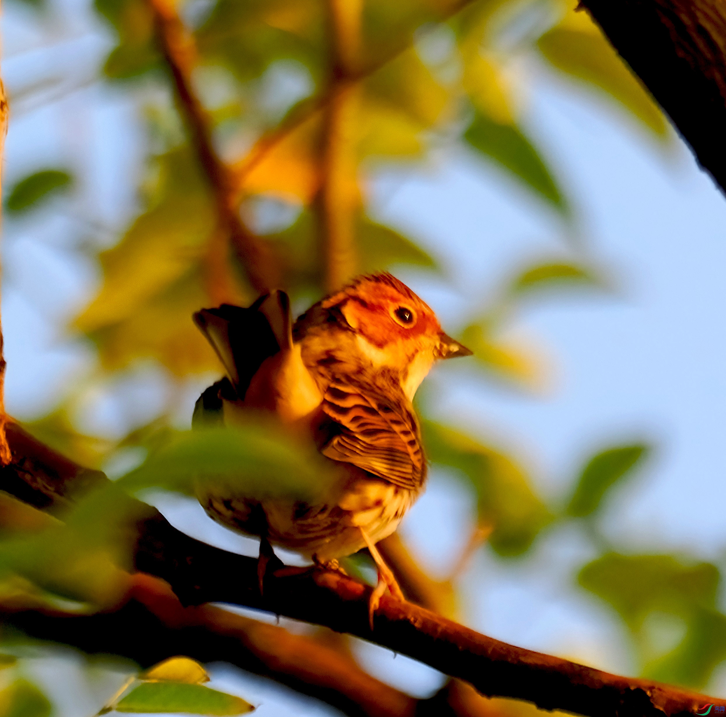 P9295455-DeNoiseAI-severe-noise ����.jpg