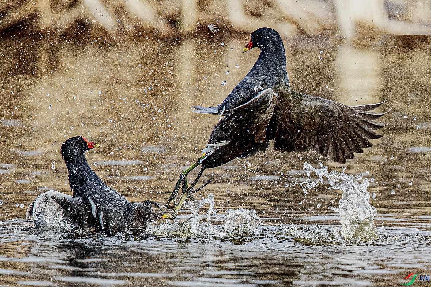 _90I4172 ���� 2.jpg