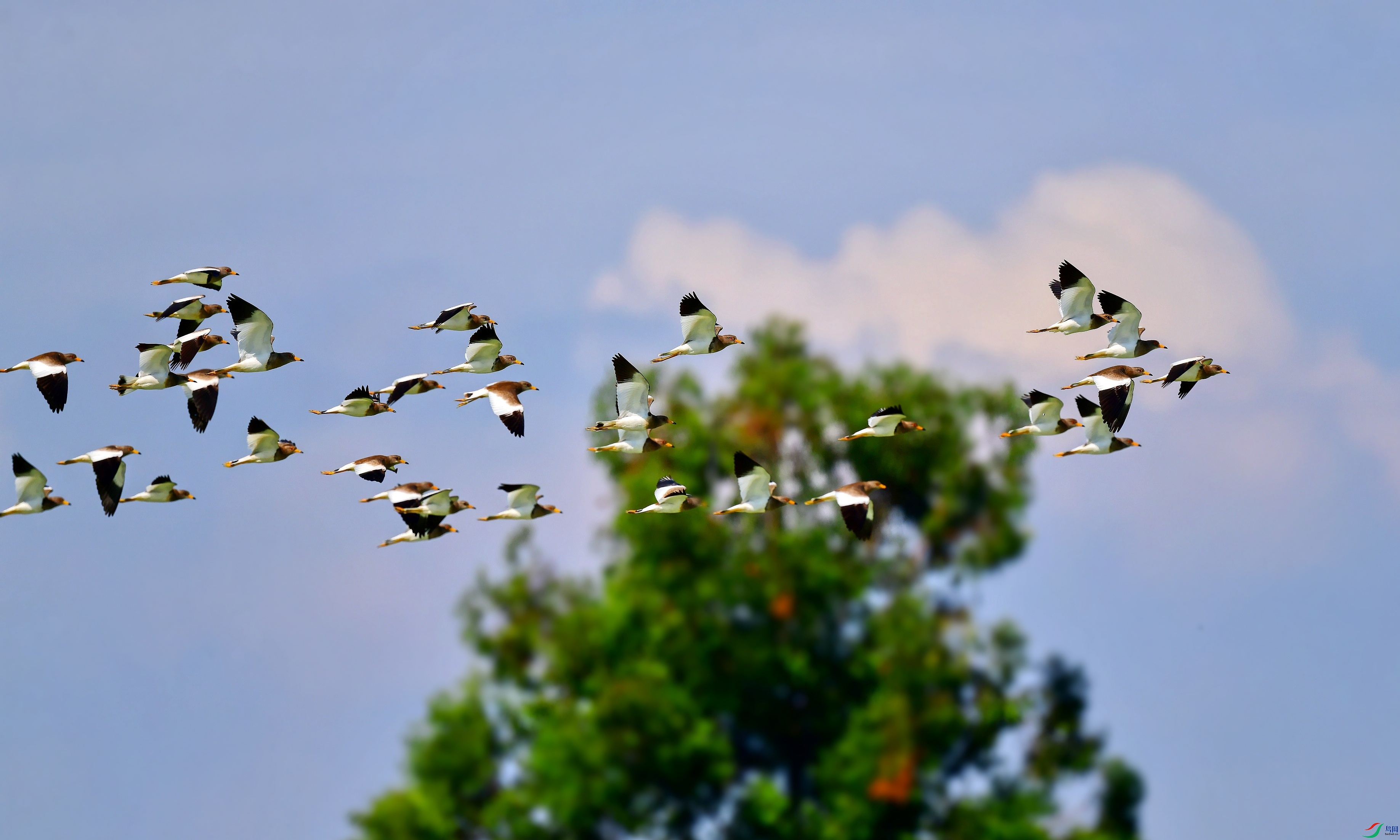 DSC_9601_conew1.jpg