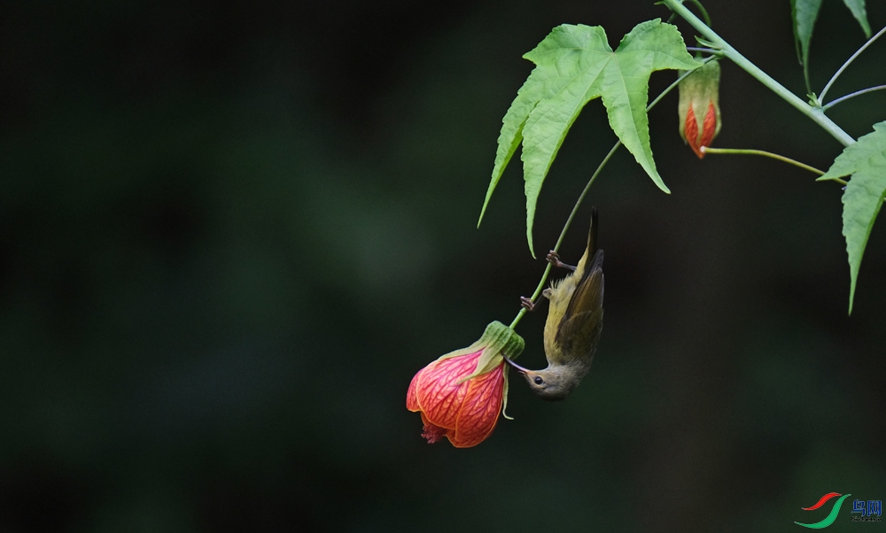 DSCF7954.1.jpg