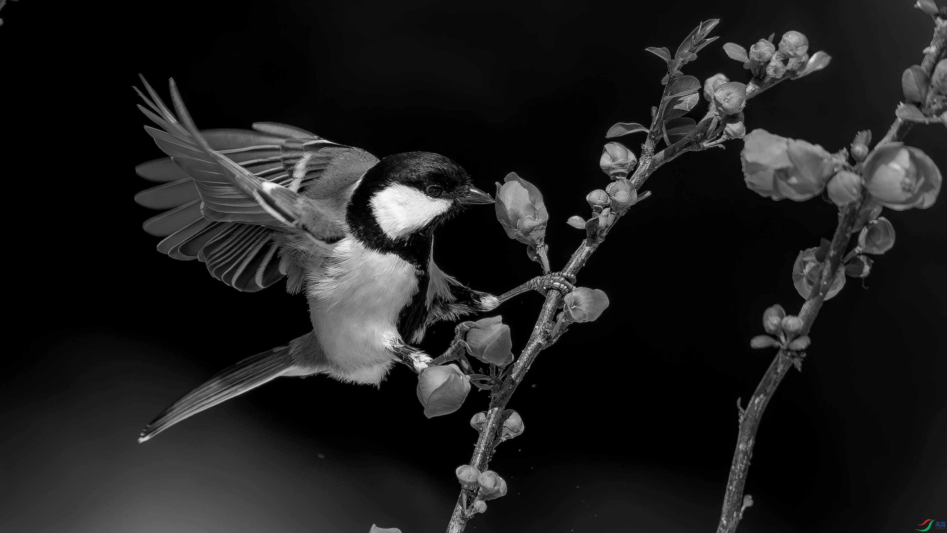 DSC03778-.jpg