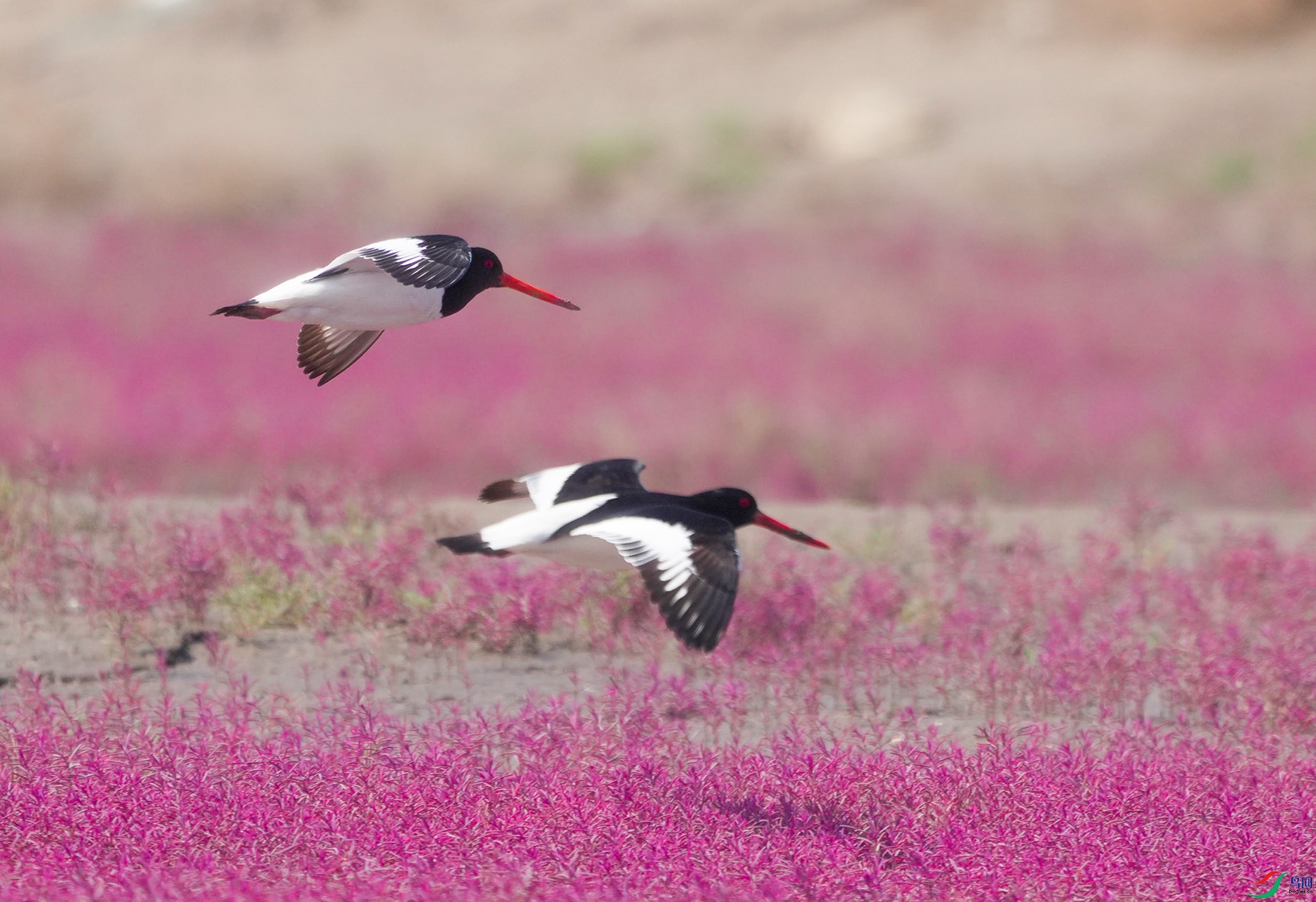 DSC00934 ����.jpg