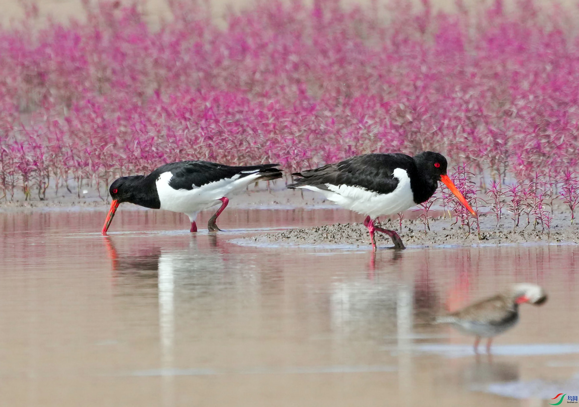 DSC01043 ����.jpg