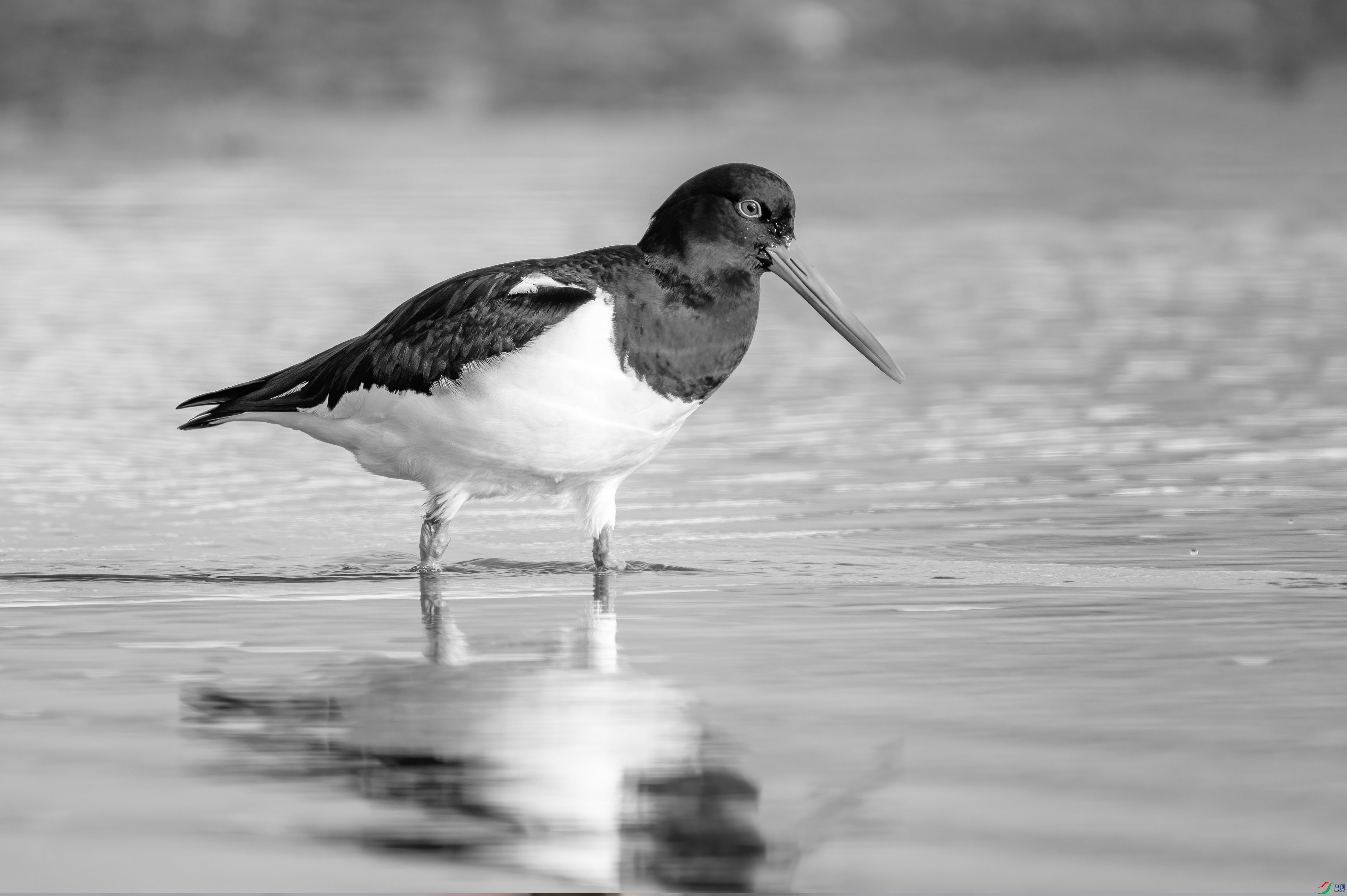 DSC00770 ����.jpg