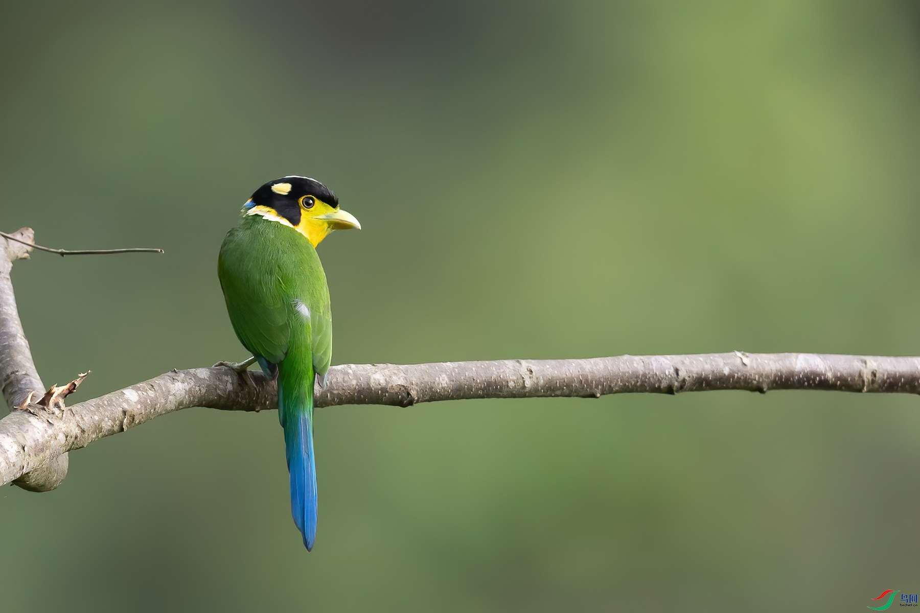 ��β������