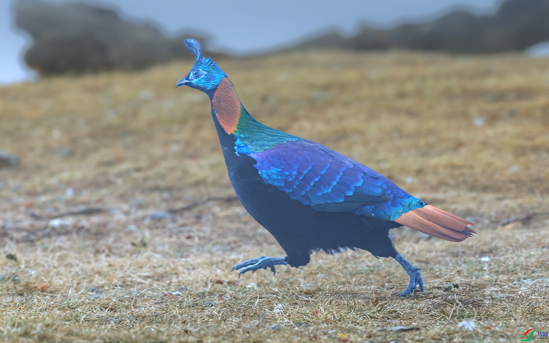 ��β����_J1R0019.jpg