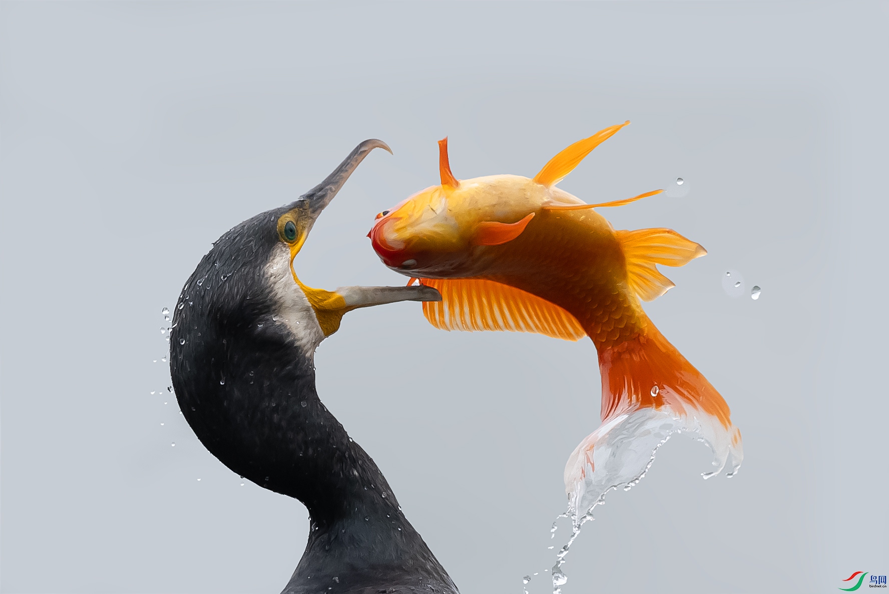 019A1561 ����.jpg