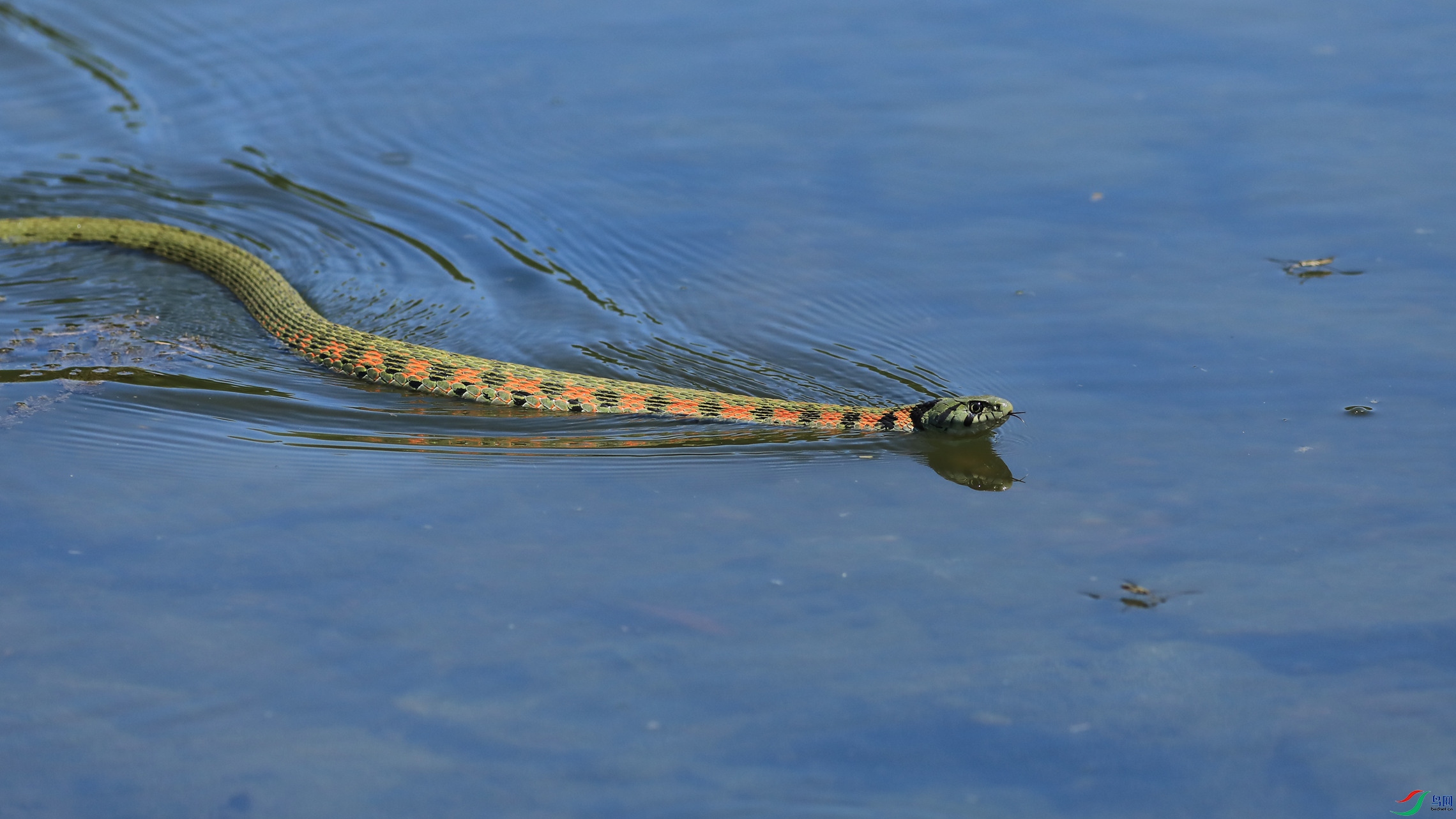 Ұ������