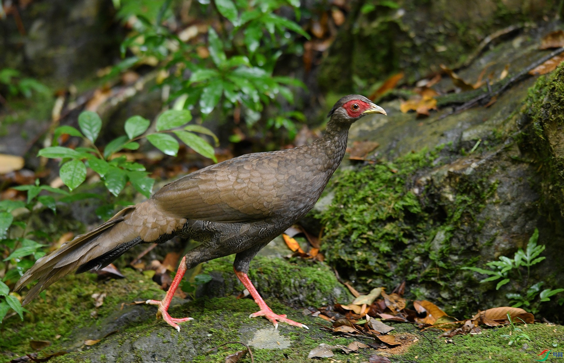 DSC_0684.jpg