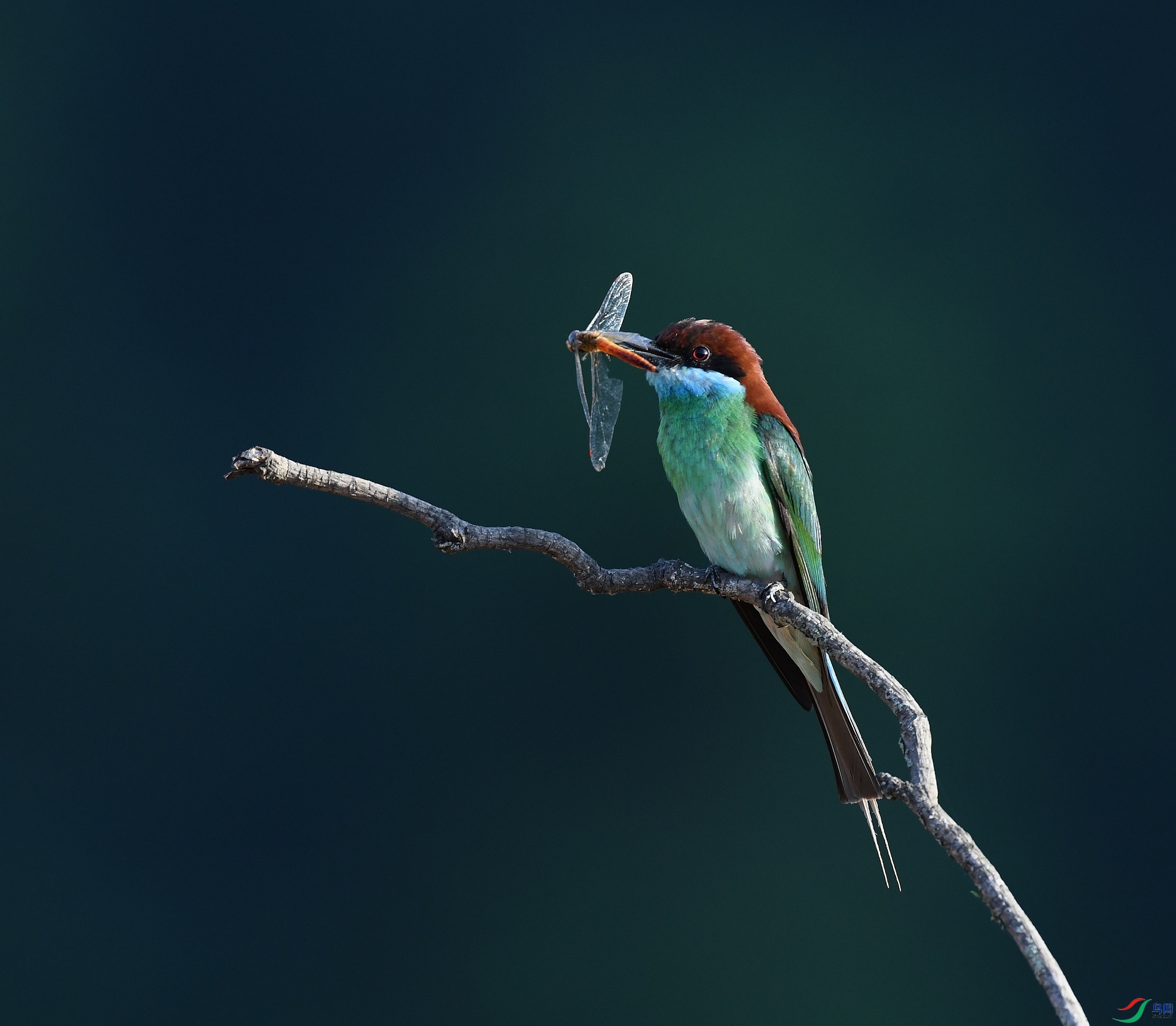 DSC_4022.jpg