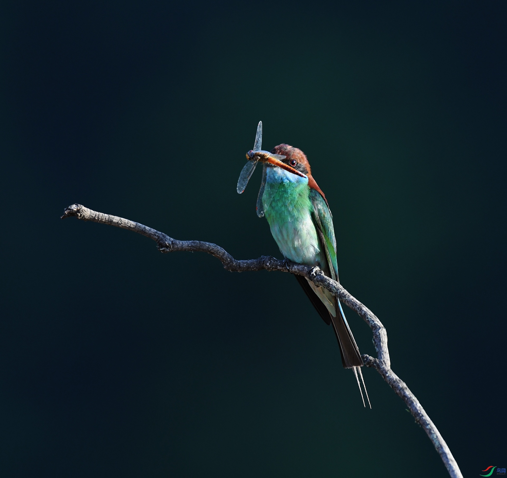 DSC_4020.jpg