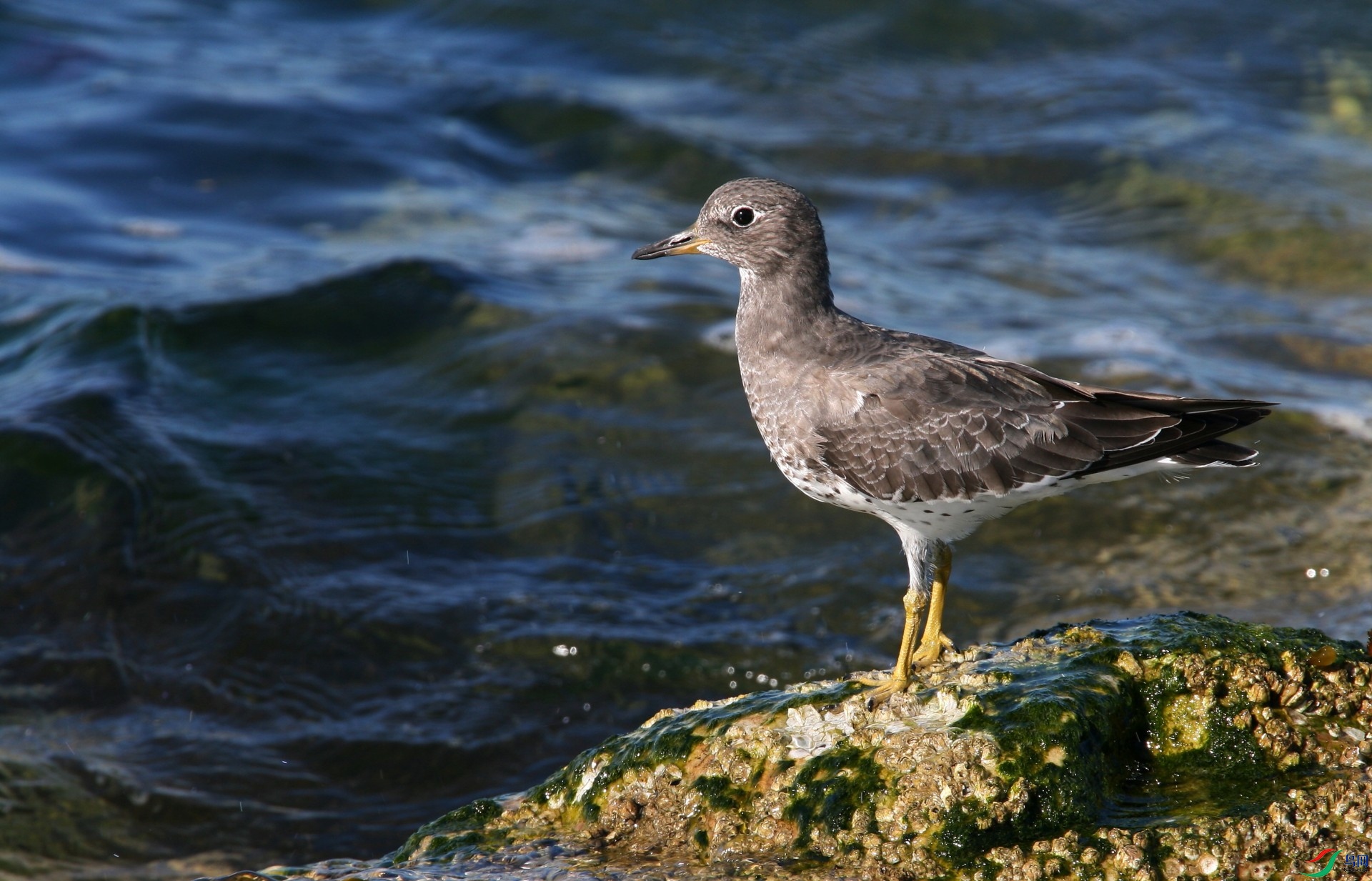 Iona260906 710z_1.jpg