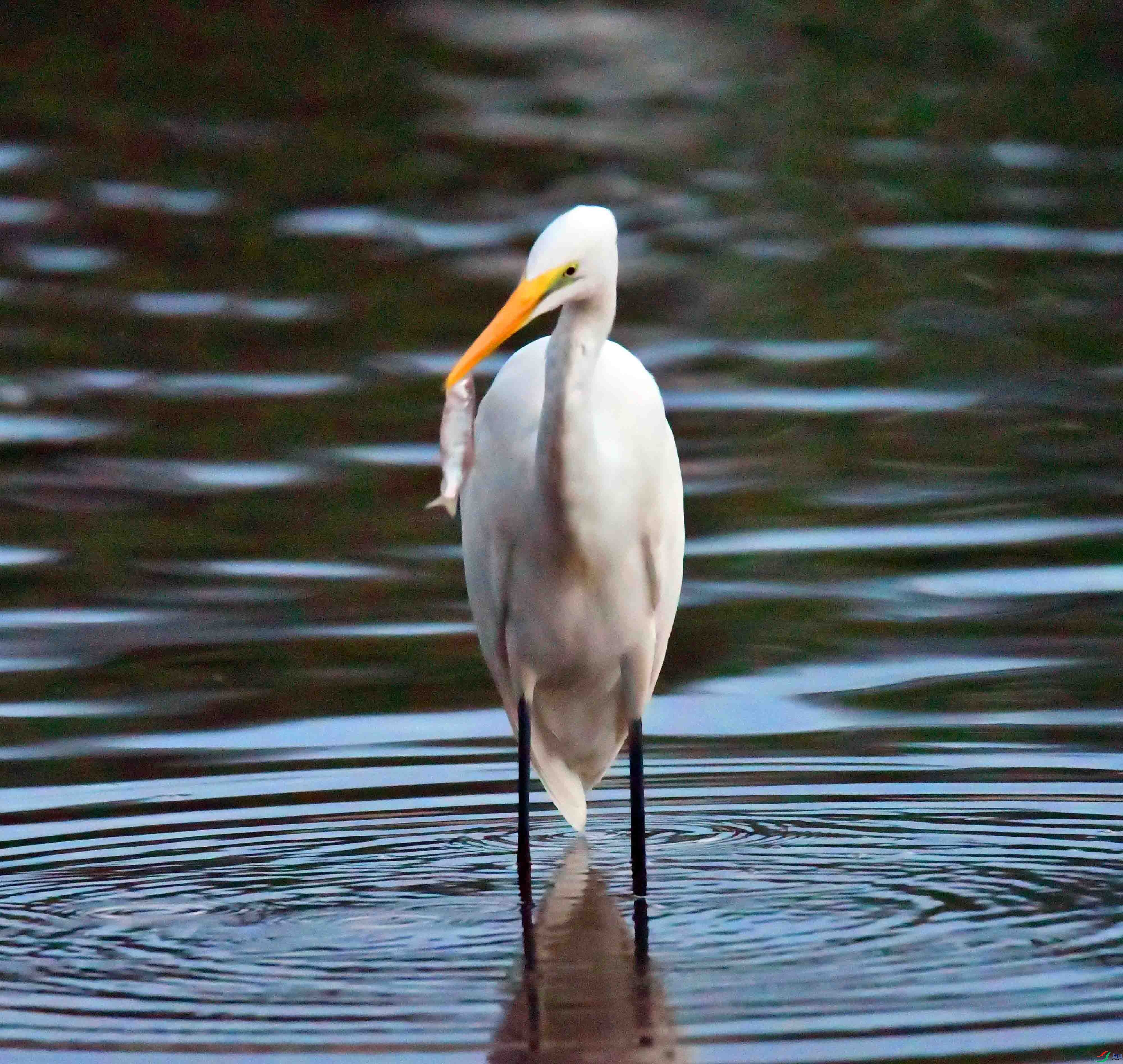 DSC_0836.JPG