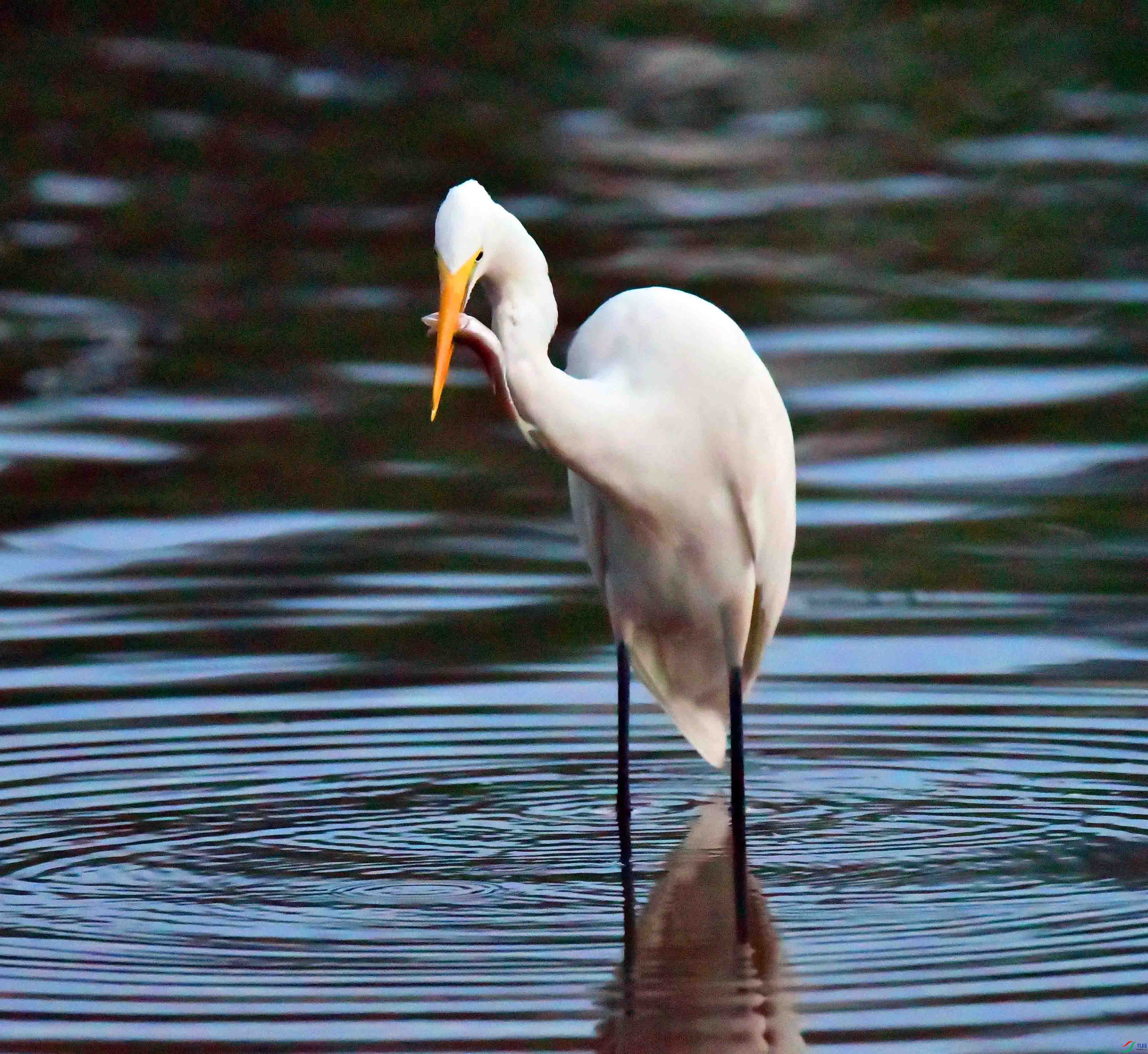 DSC_0845.JPG