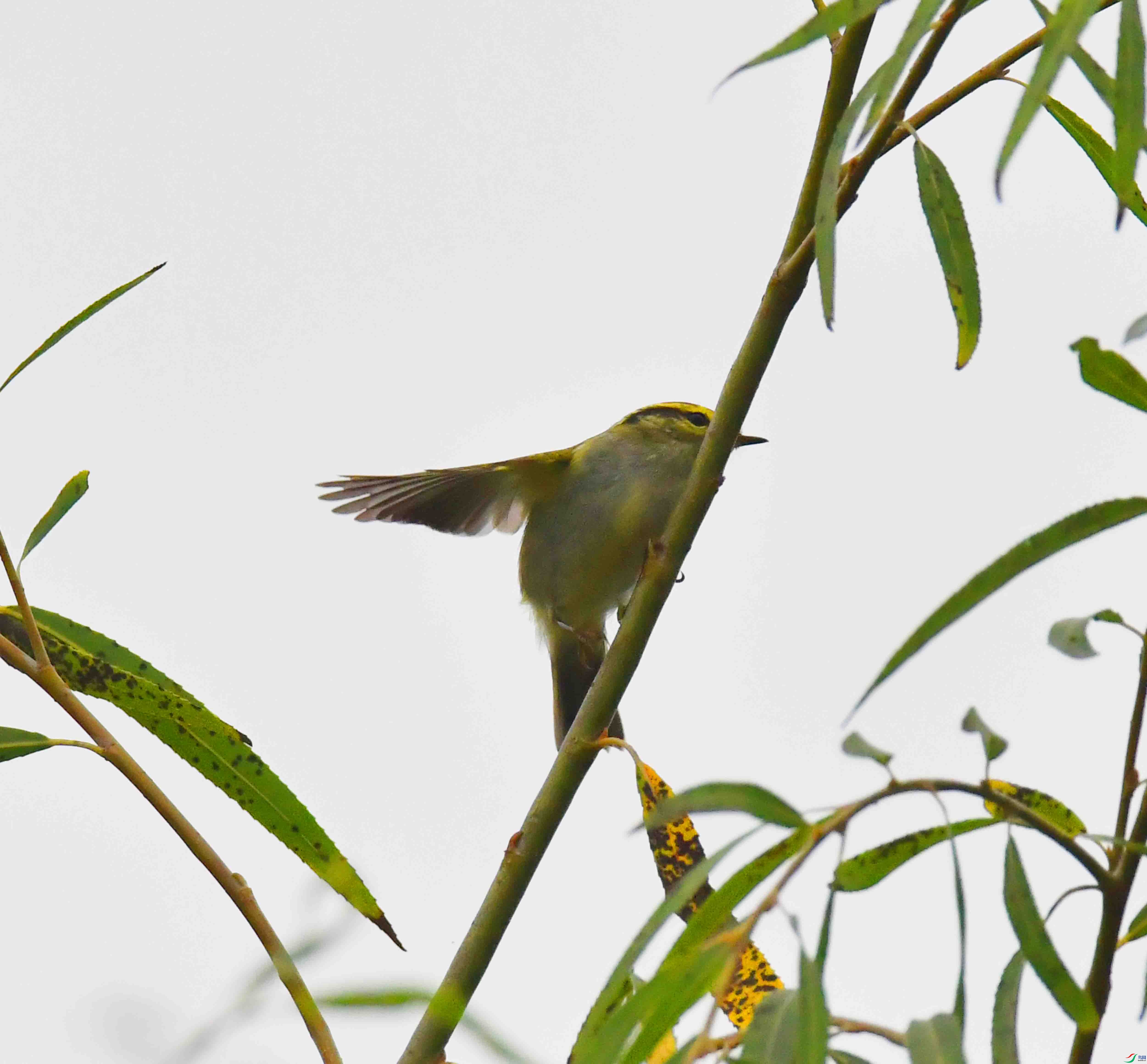 DSC_1047.JPG