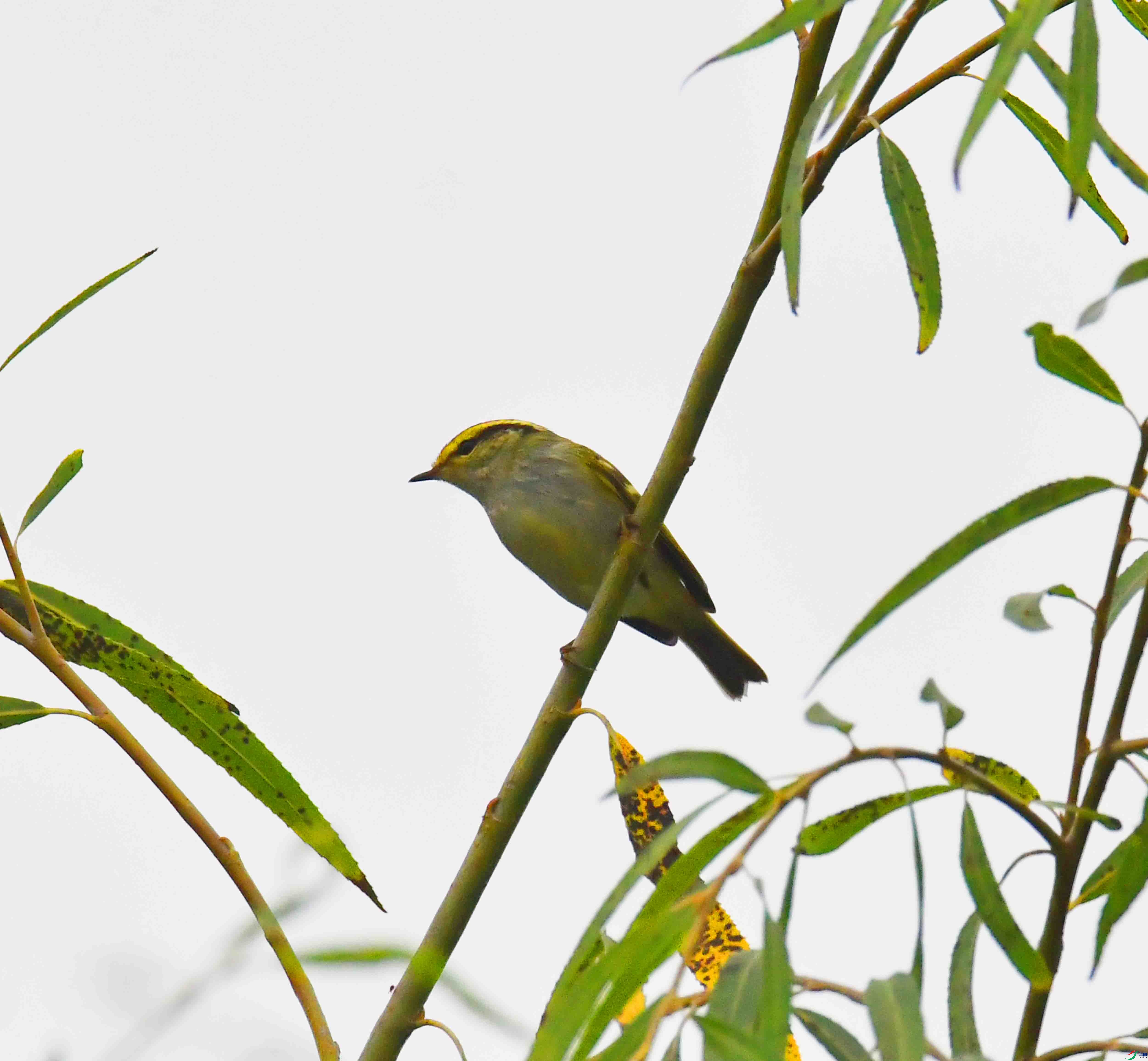 DSC_1037.JPG