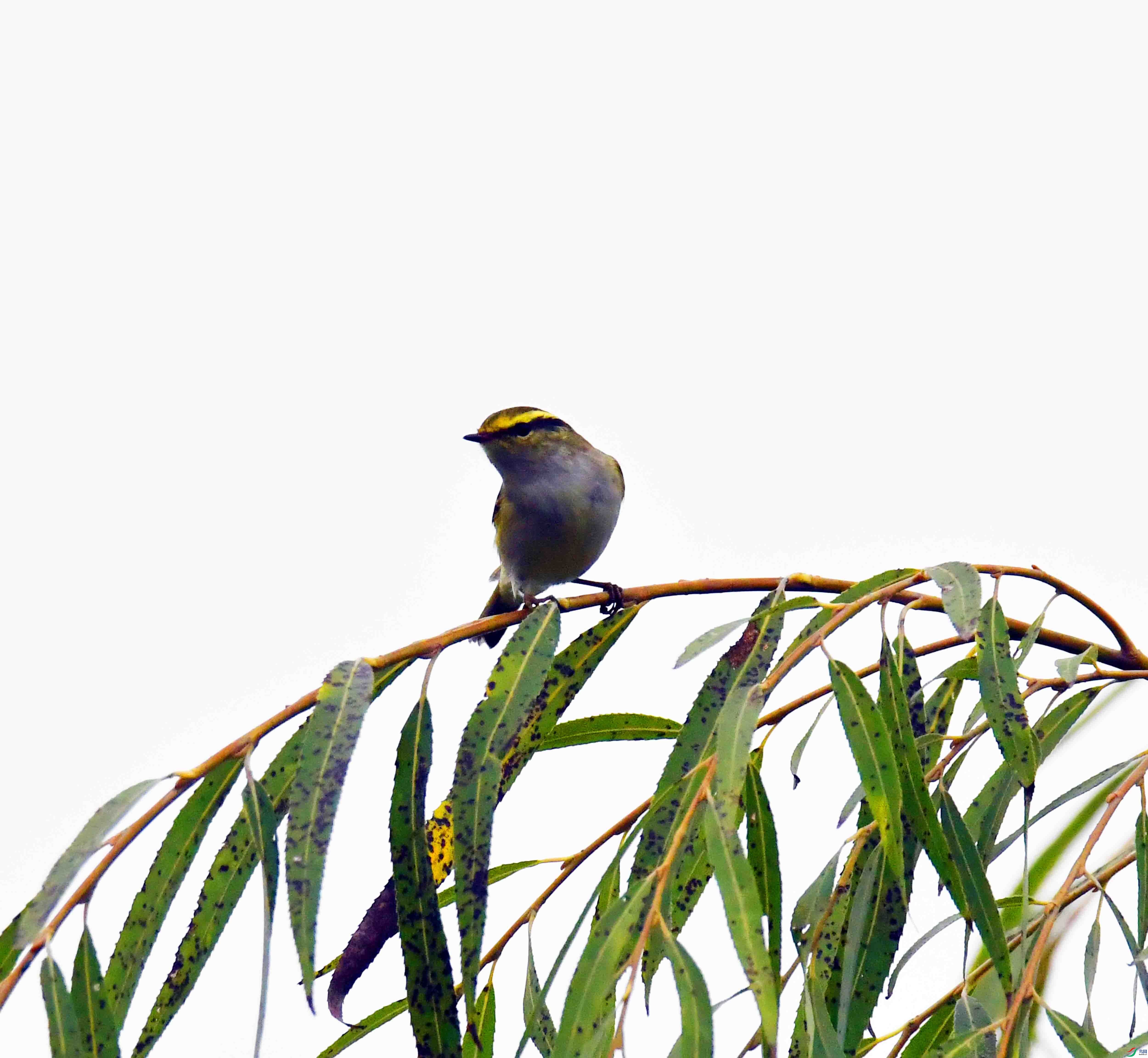 DSC_1130.JPG