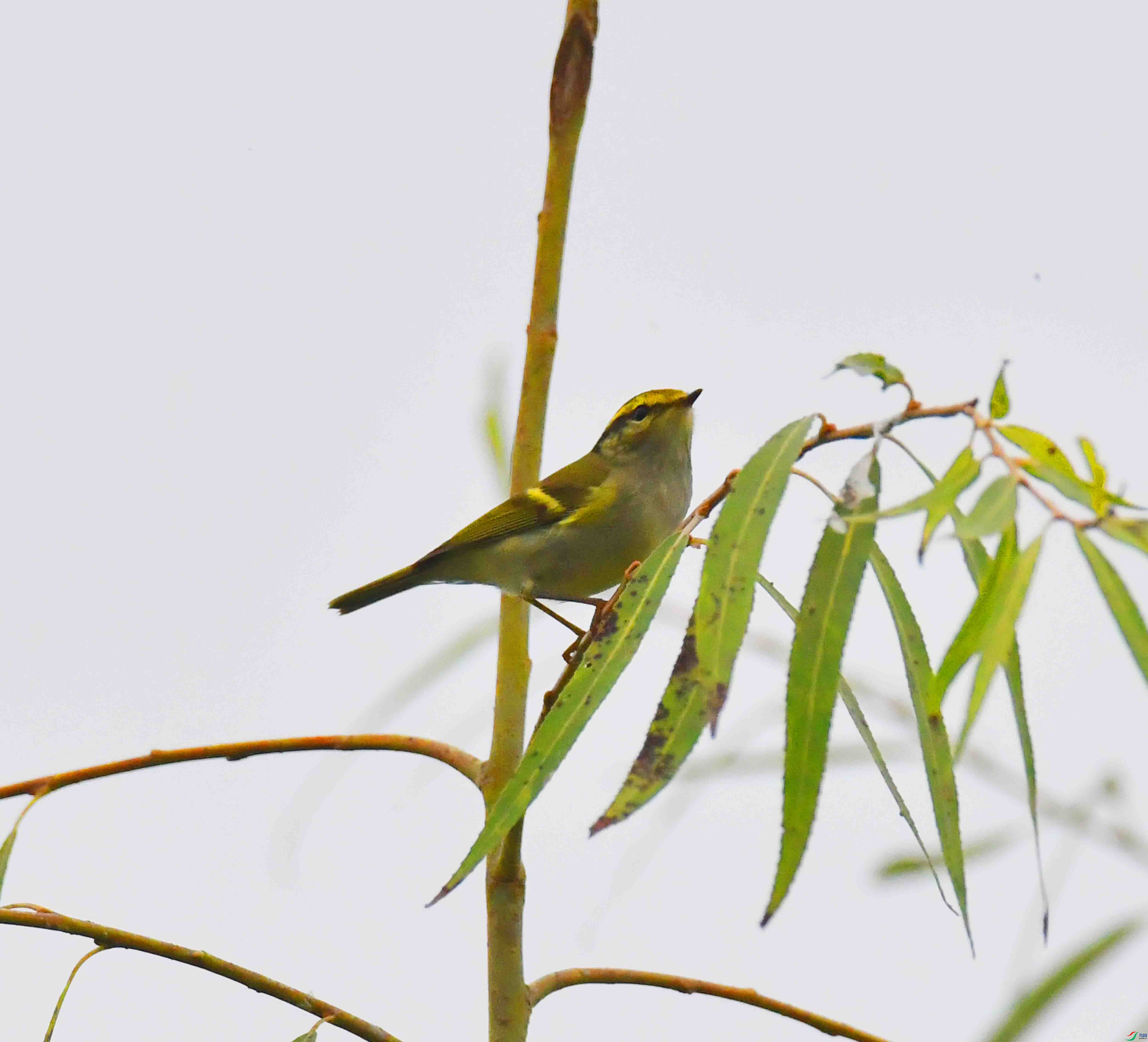 DSC_1083.JPG