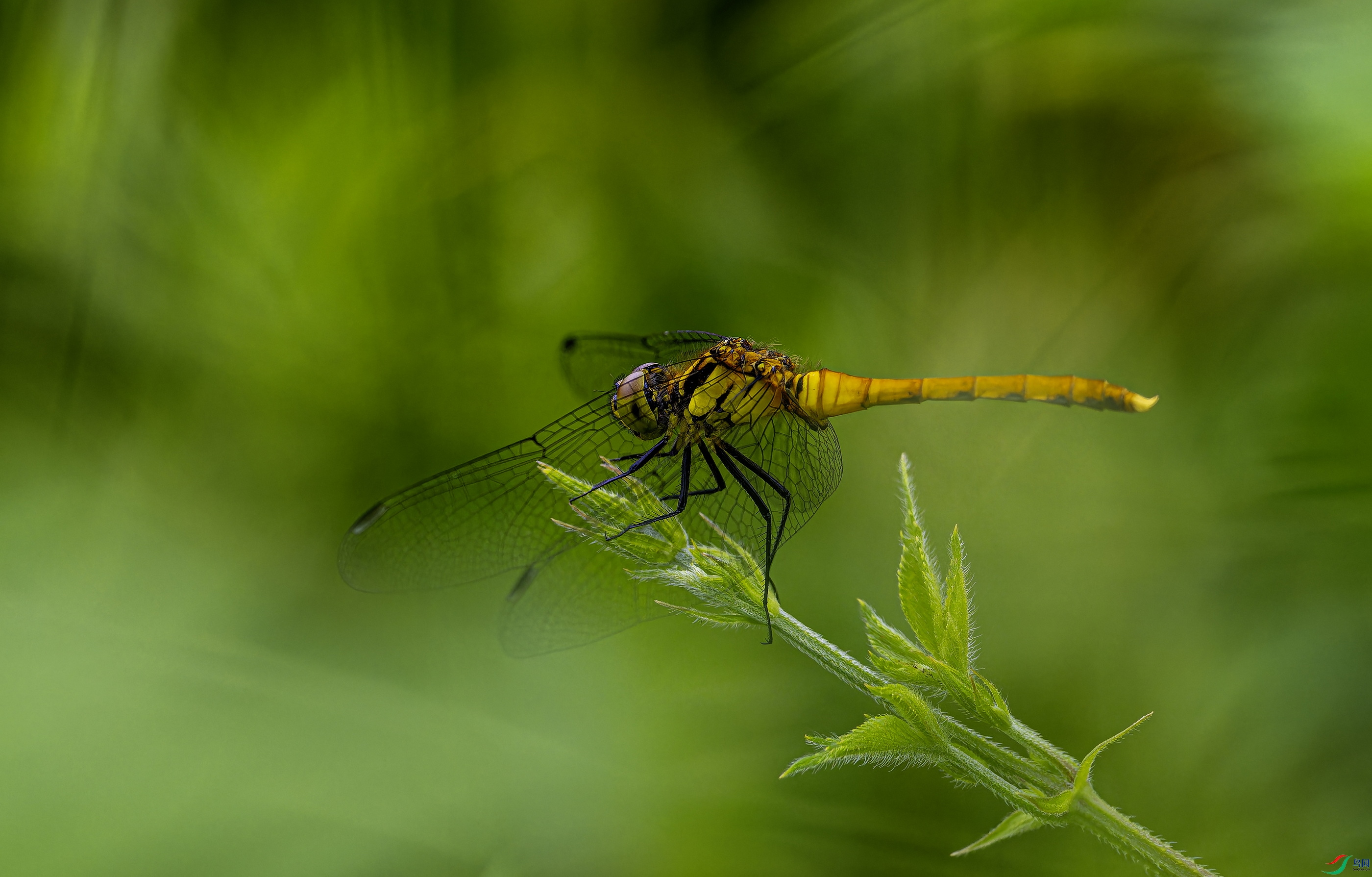 P8264711-01.jpg