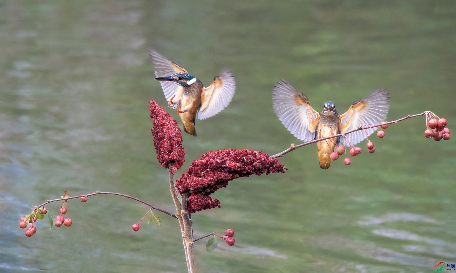 DSC_6788_��ͼ��(1) ���� 2.jpg