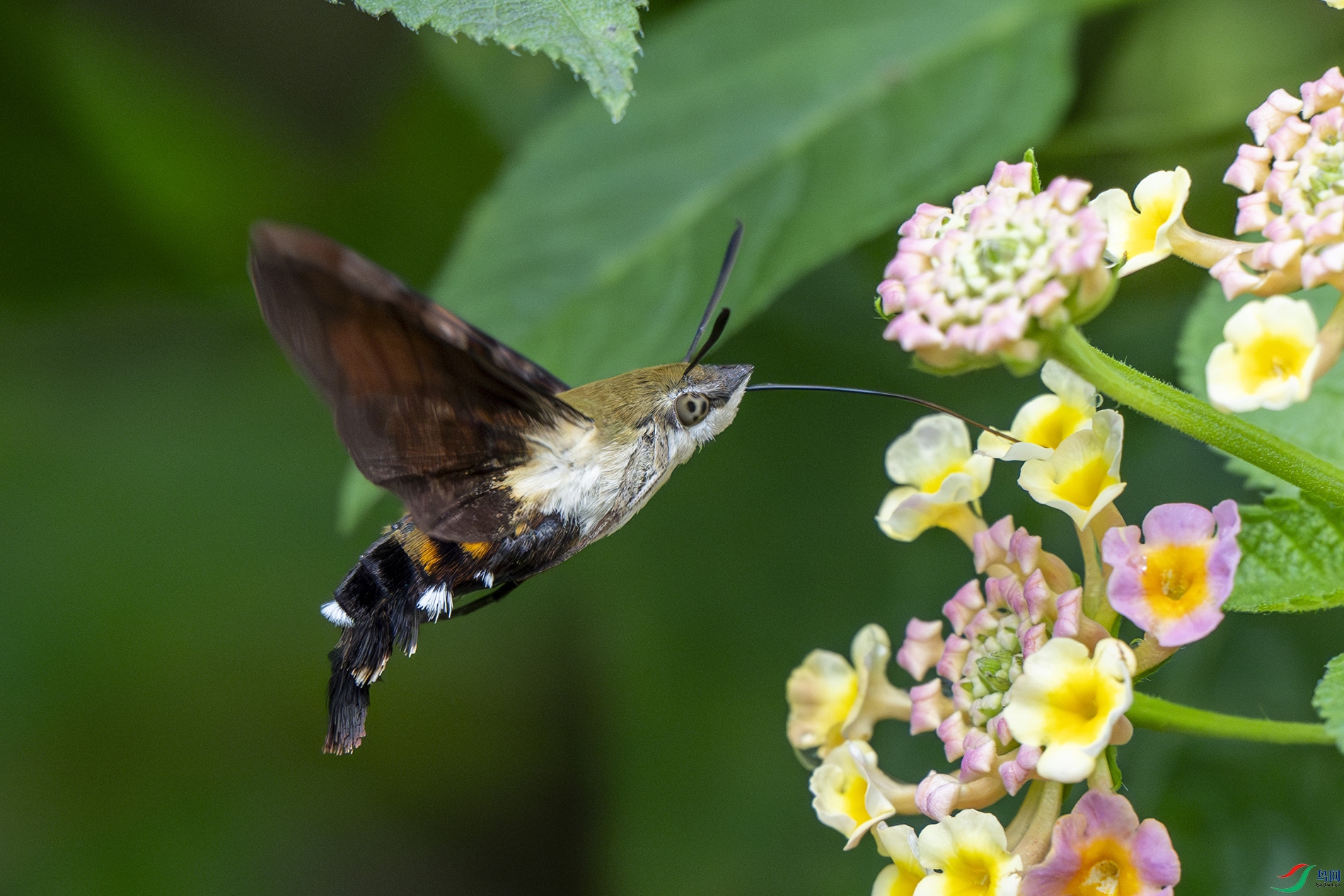 佻�Ϫ-��� 0.jpg