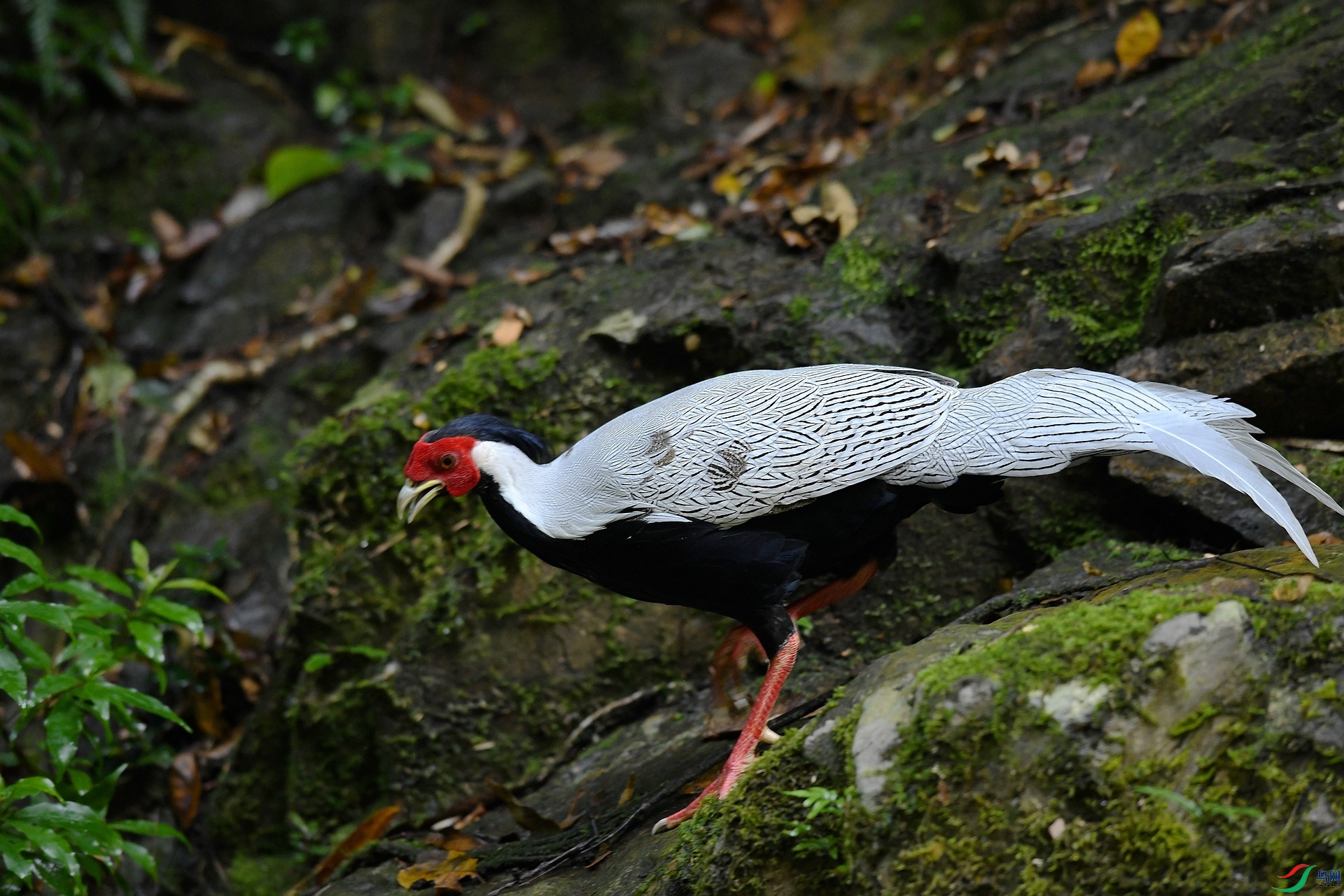 DSC_0777.jpg