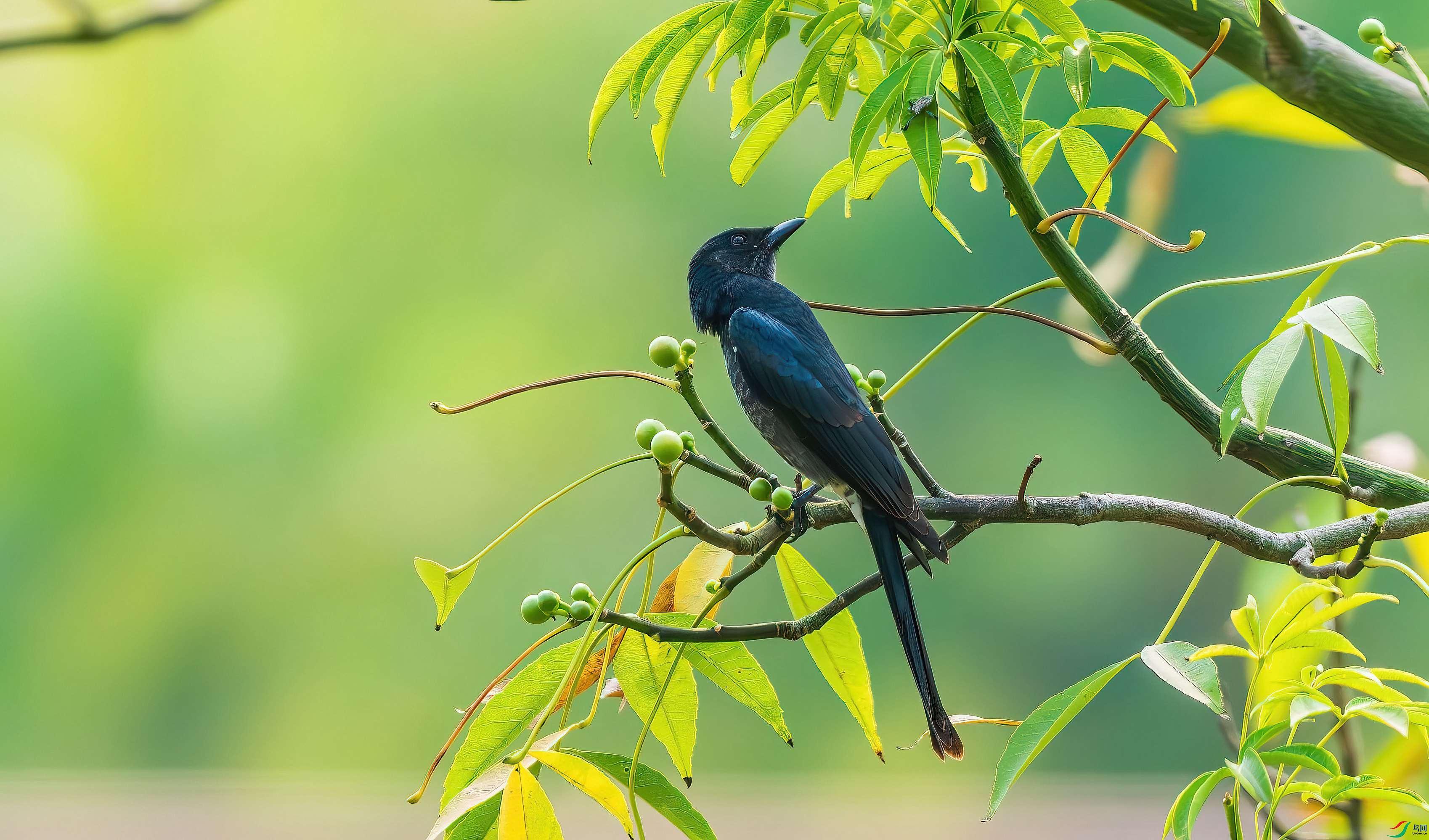 DSCF9995-����ǿ-NR_10 - ����.jpg