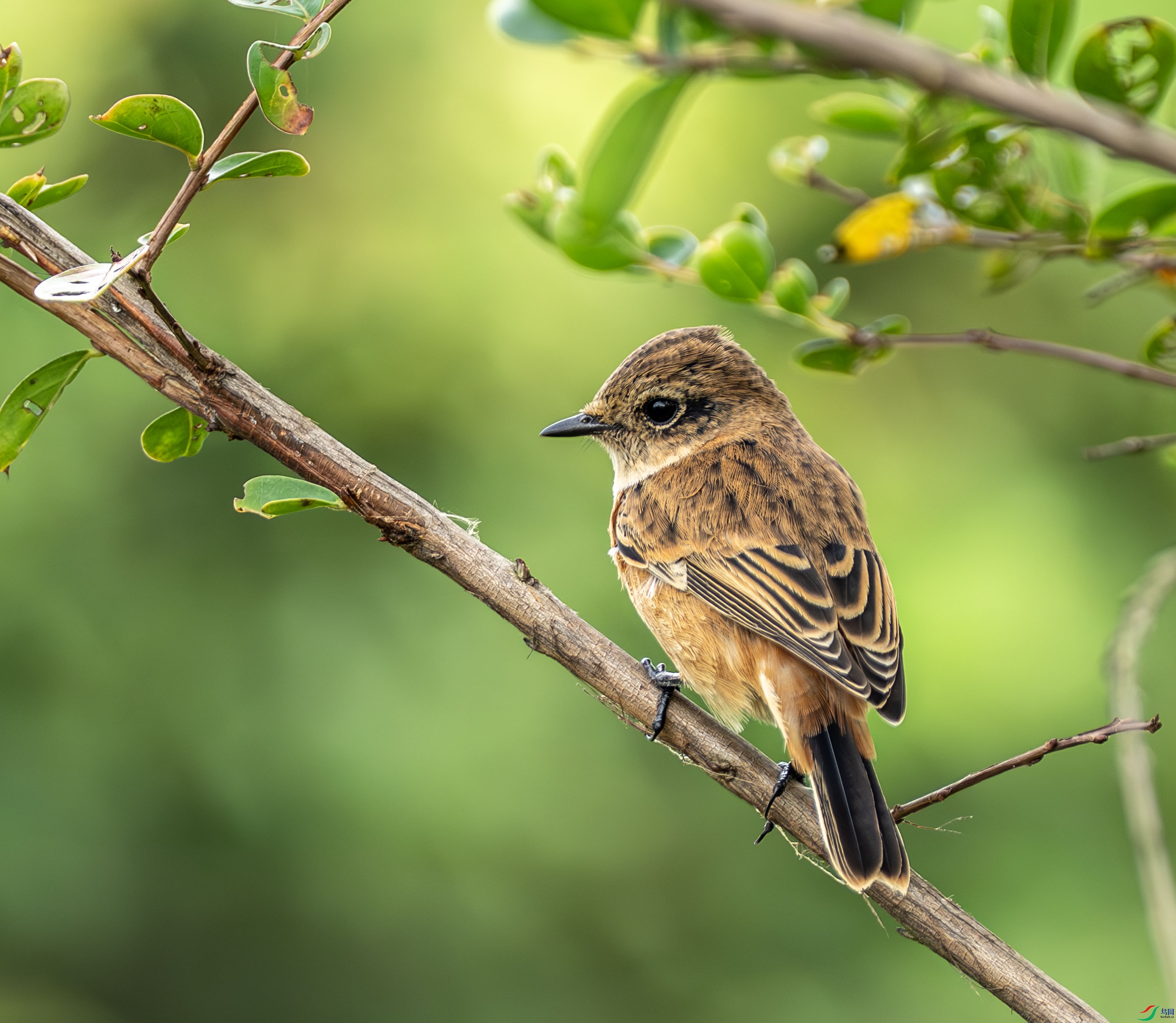 ����ʯ 01-9.jpg