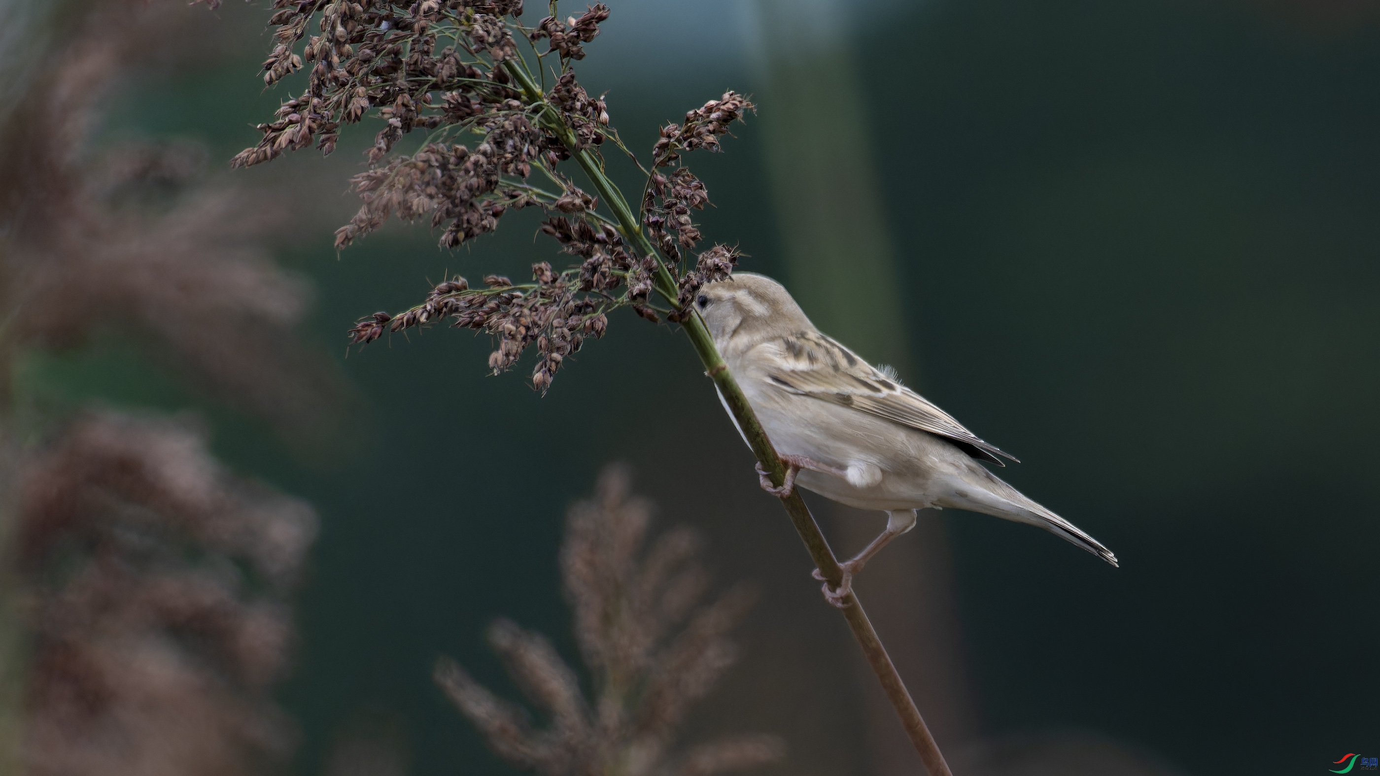 DSC_1868_DxO.jpg