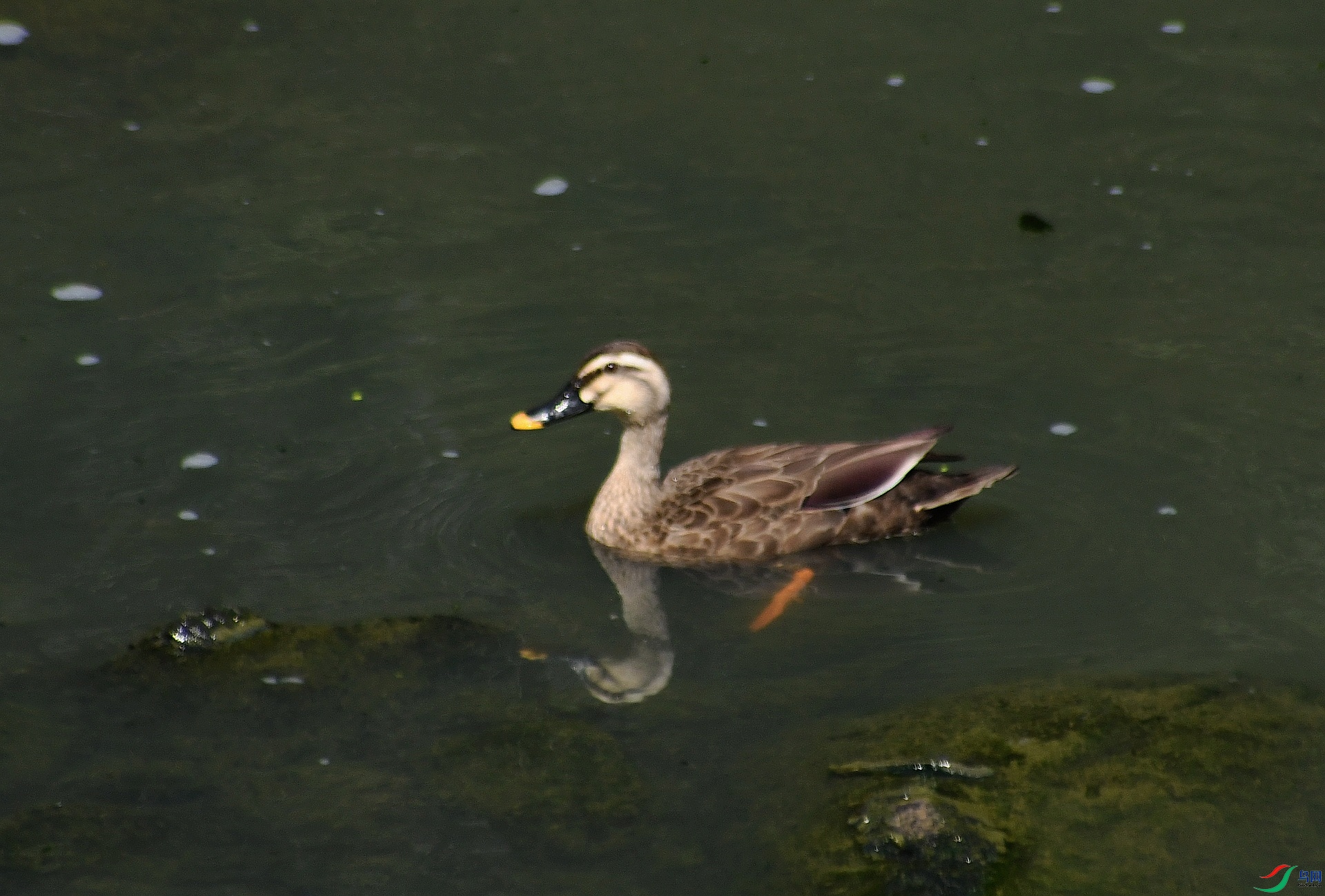 DSC_3246.jpg