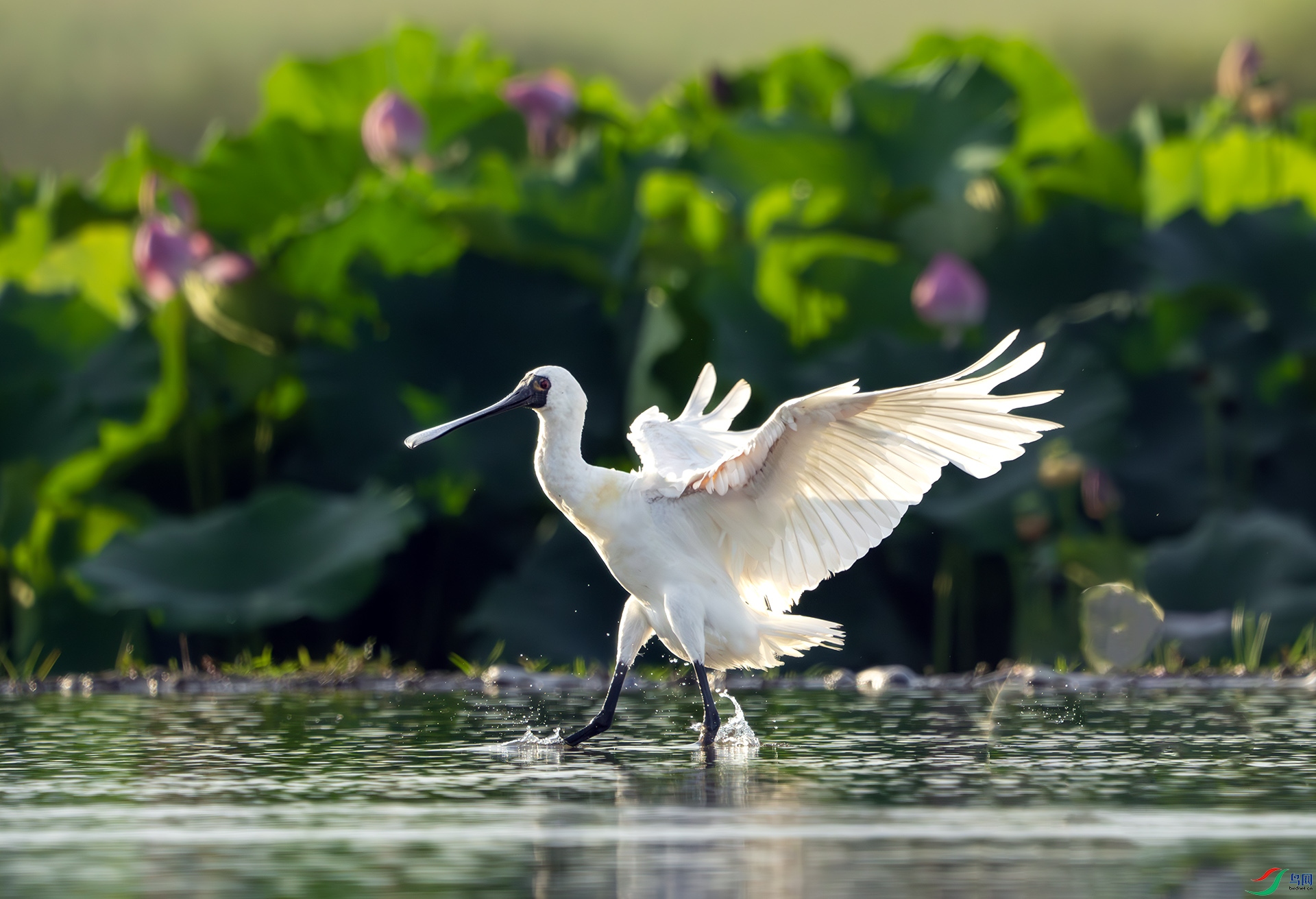 06-DSC06533-����ǿ-NR ����.jpg