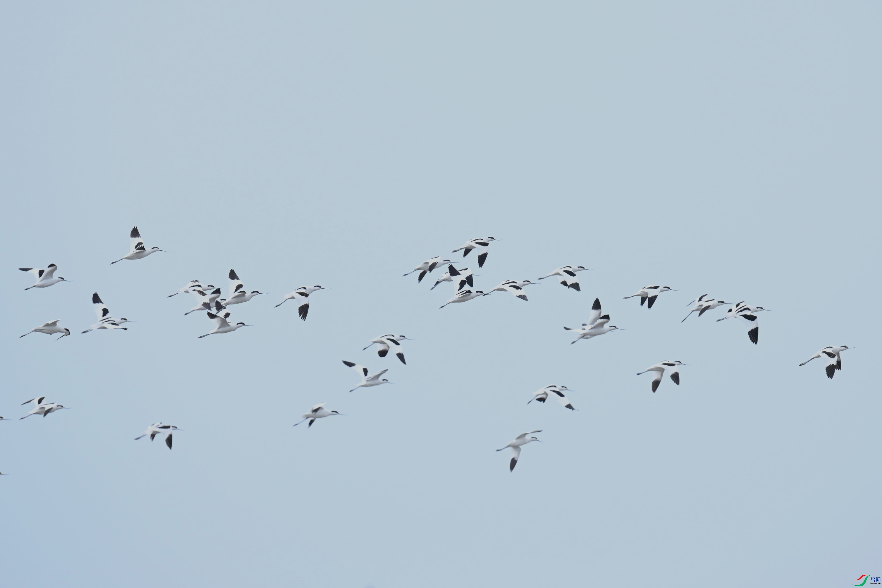 DSC_4987_����.jpg