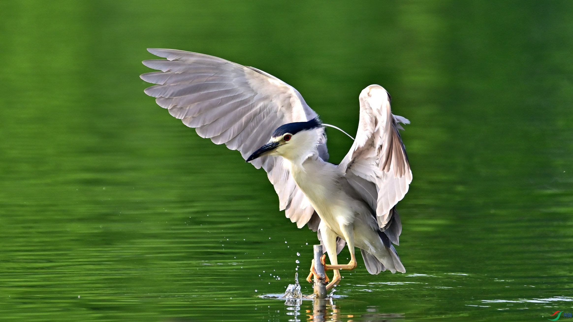 DSC_4567_01.jpg
