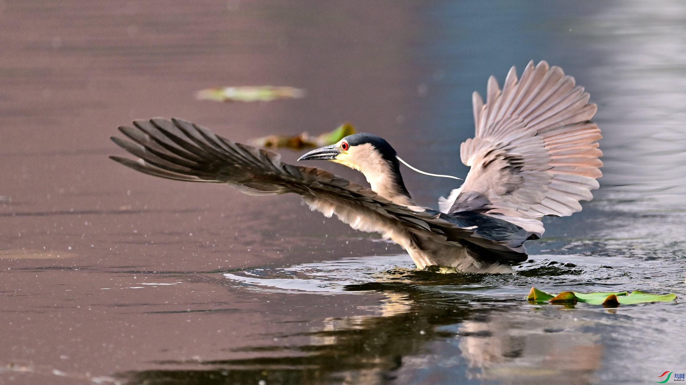 DSC_4587_01.jpg