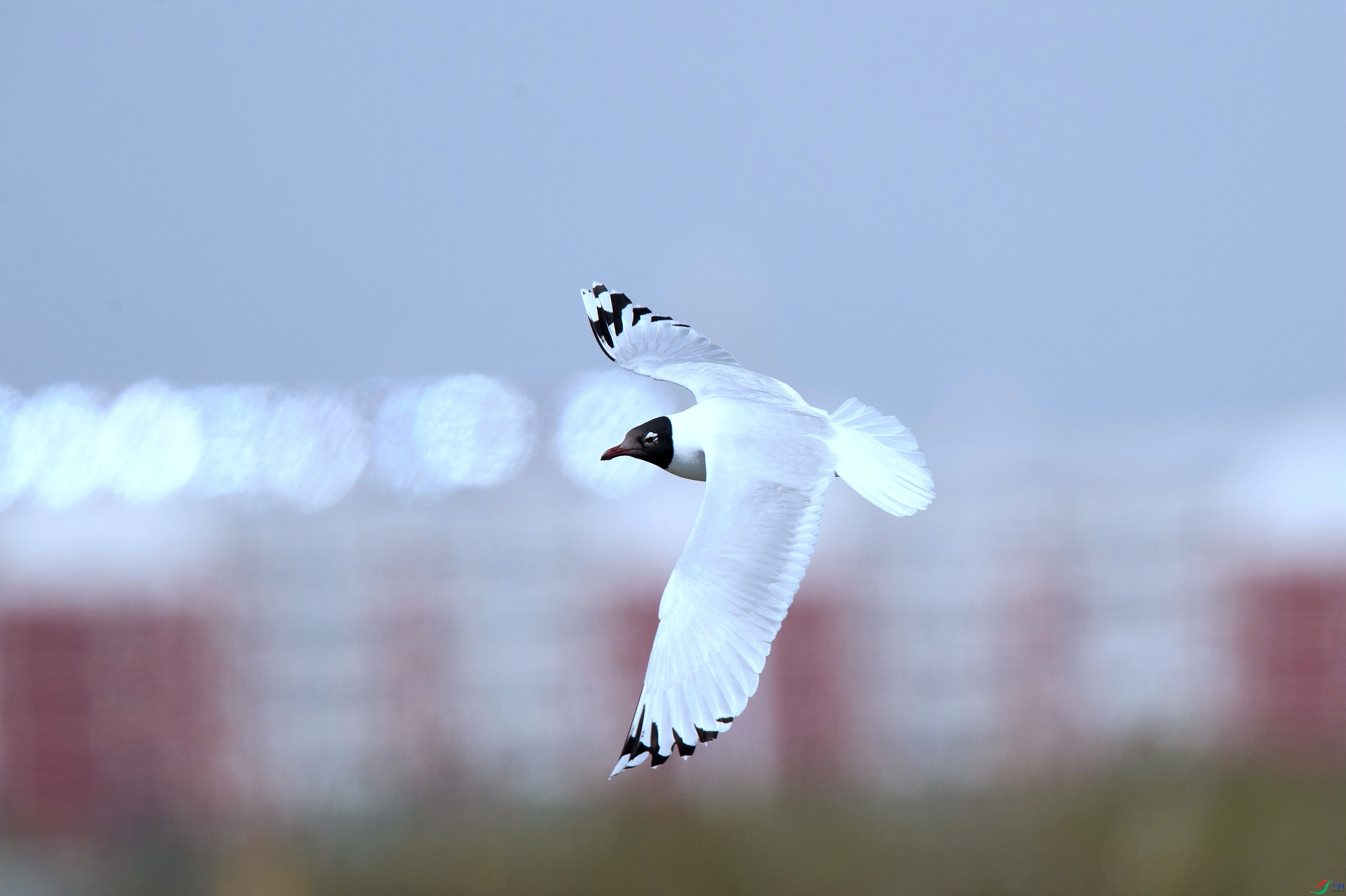 A63I4545_����.jpg
