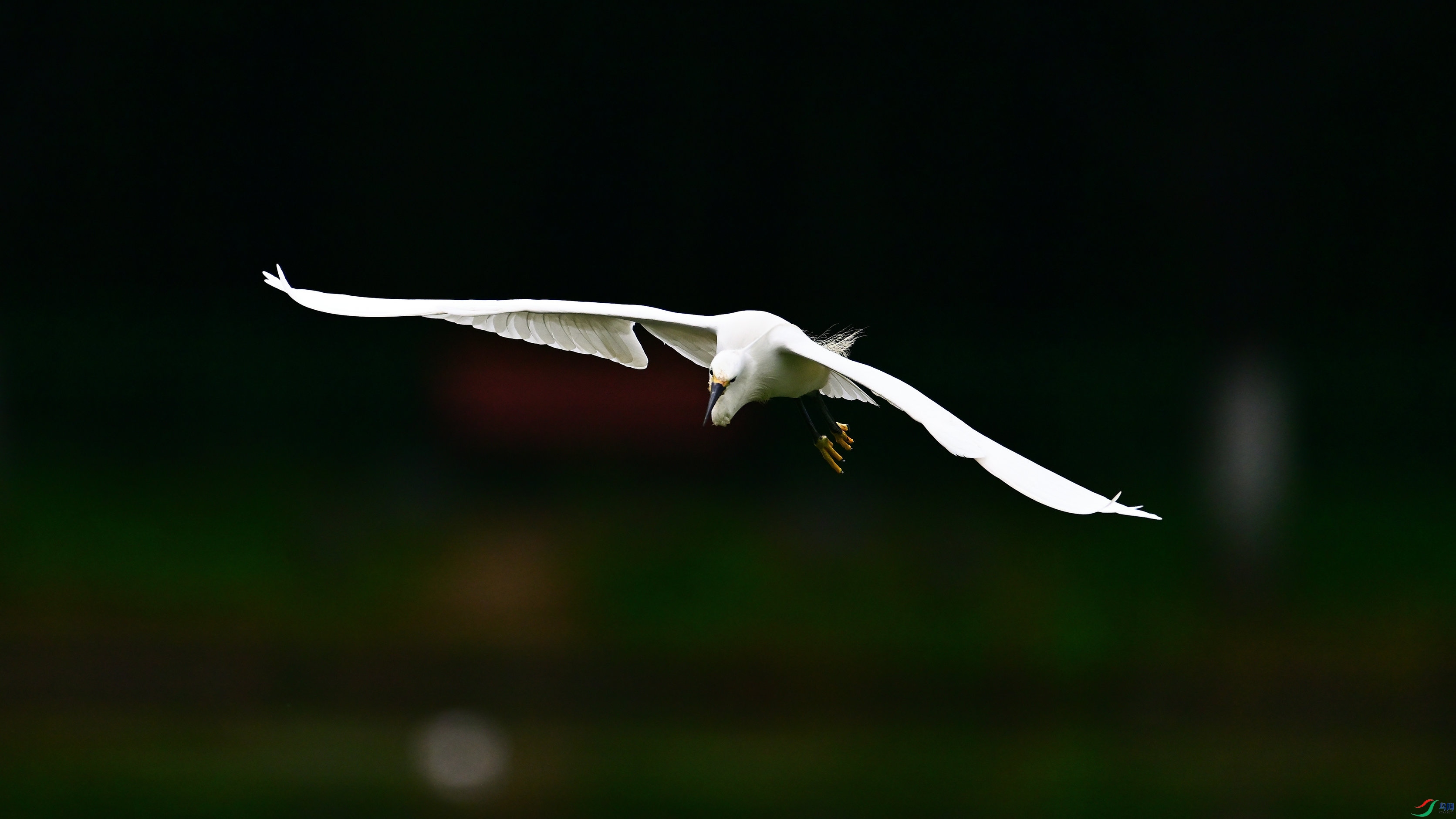 DSC_4660.jpg