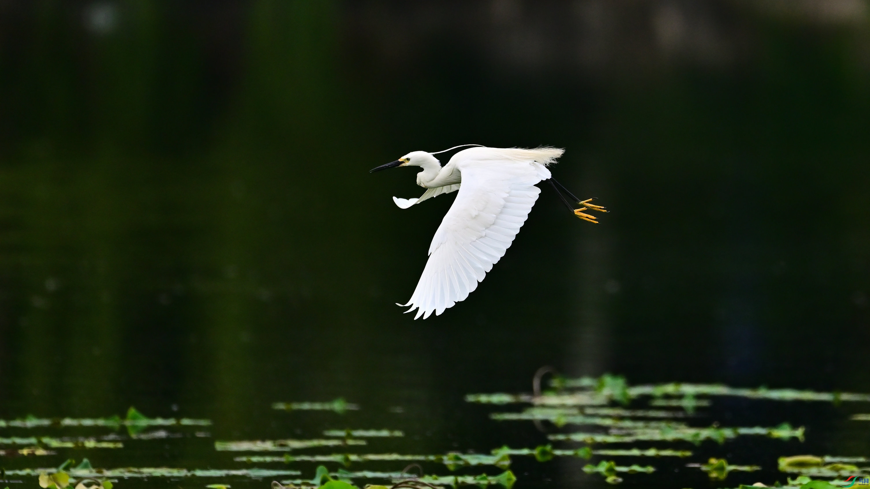 DSC_4694_01.jpg