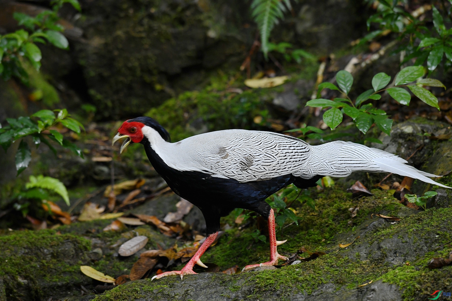 DSC_0781.jpg