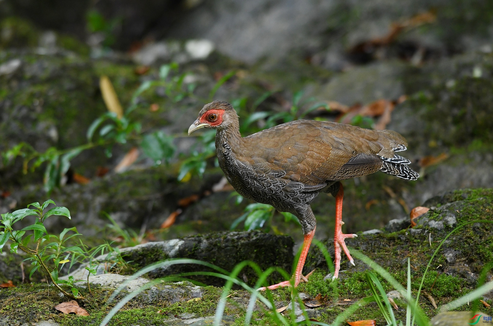 DSC_0729.jpg