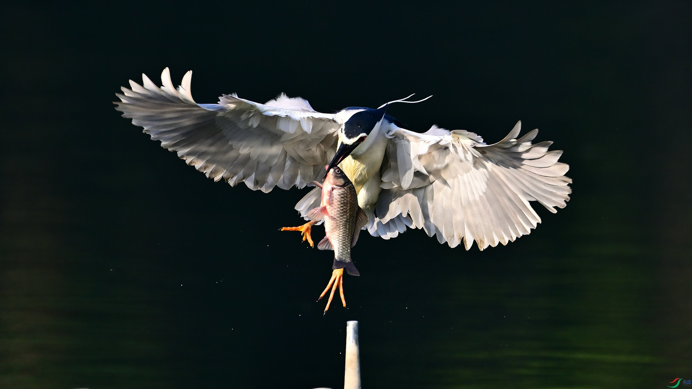 DSC_5736_01.jpg