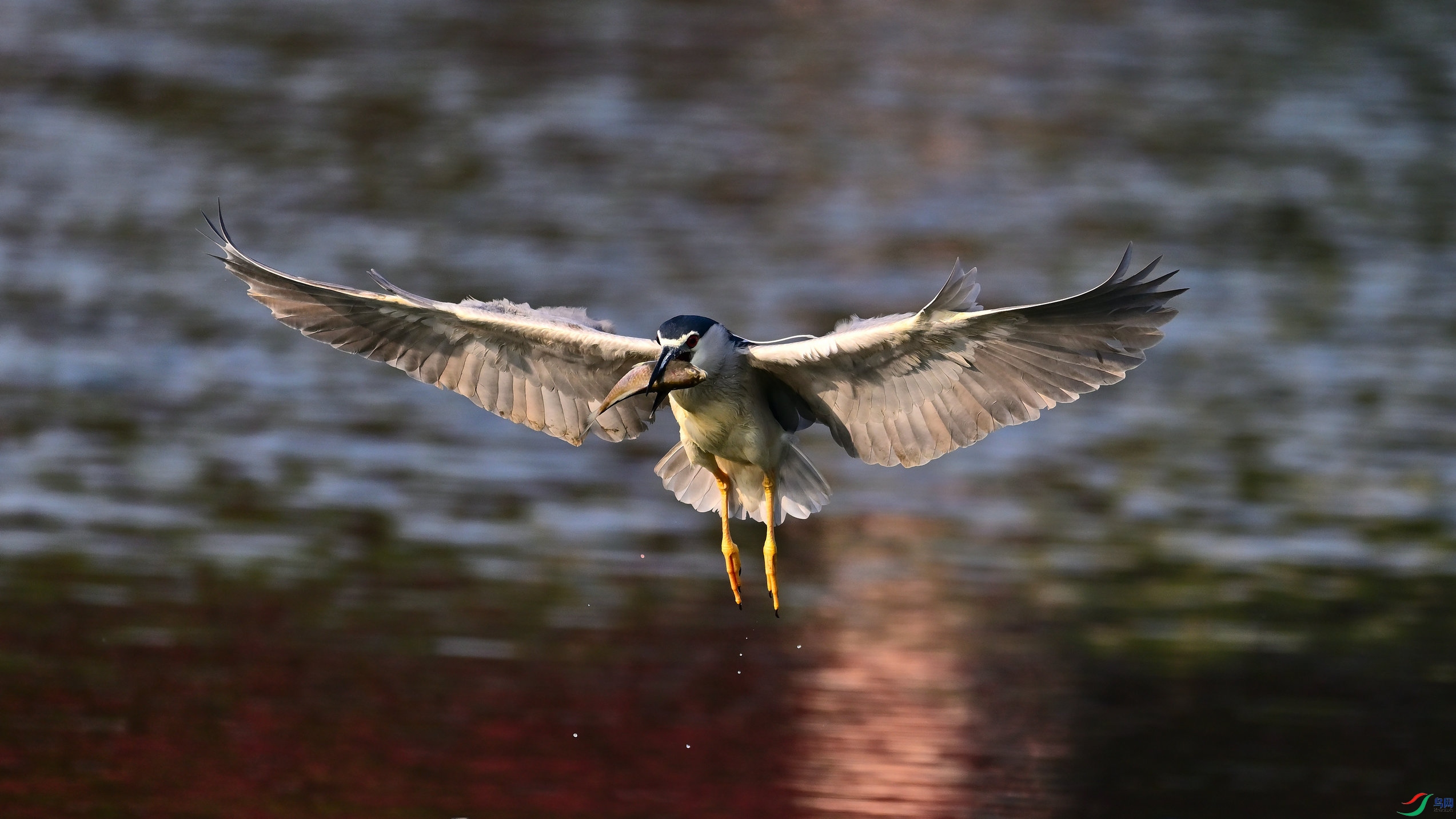 DSC_5788.jpg