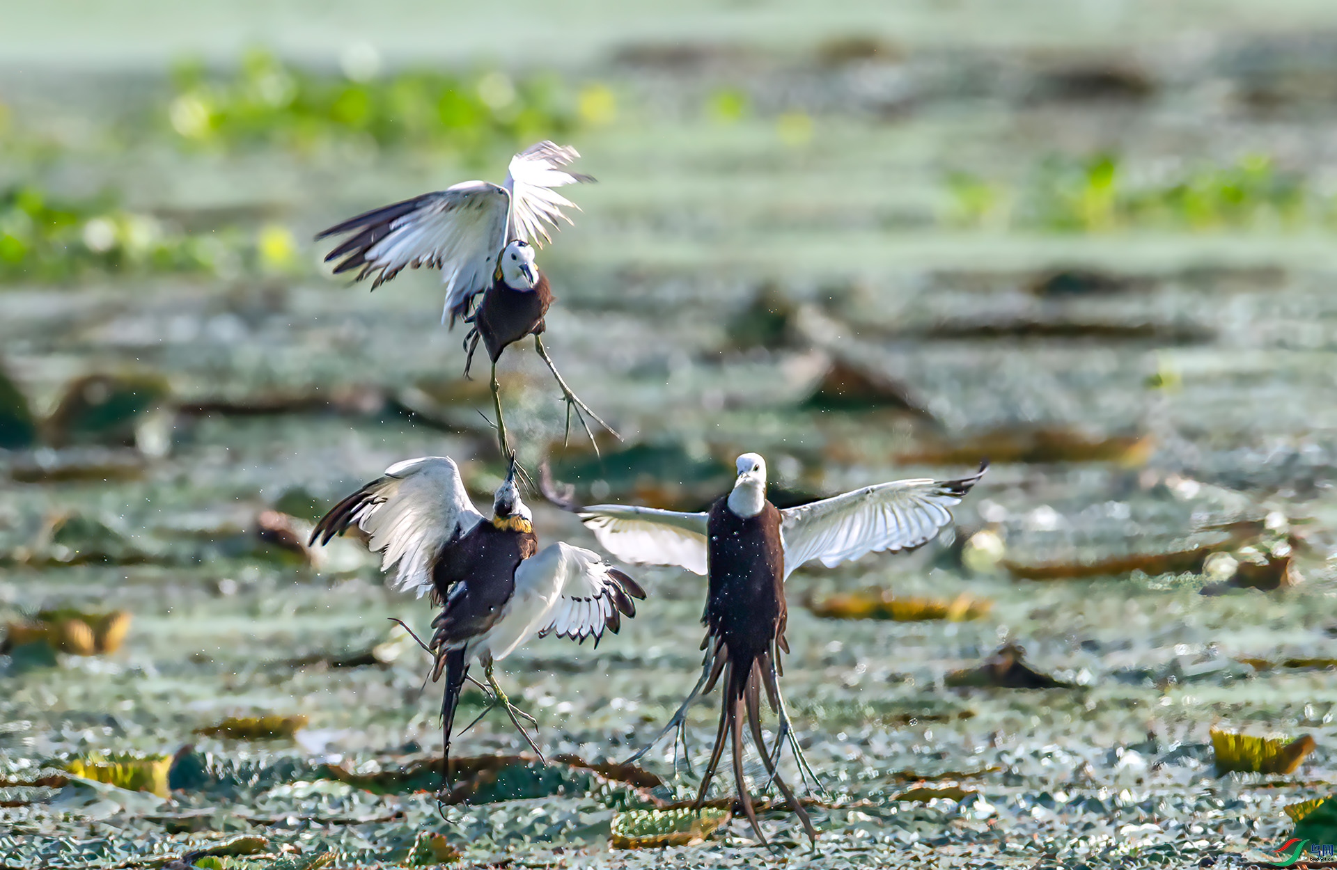 _S7I0971 ����-Sh----1 .jpg