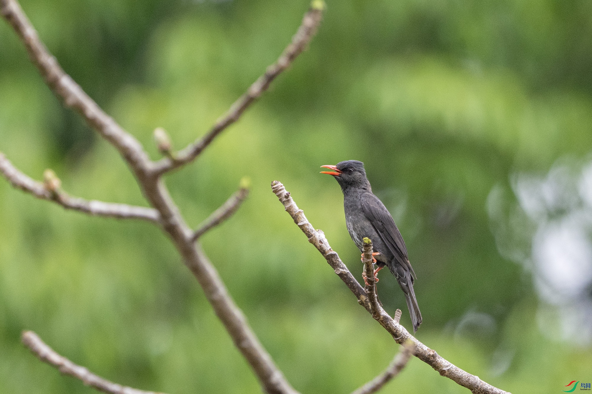 DSC_0980.jpg