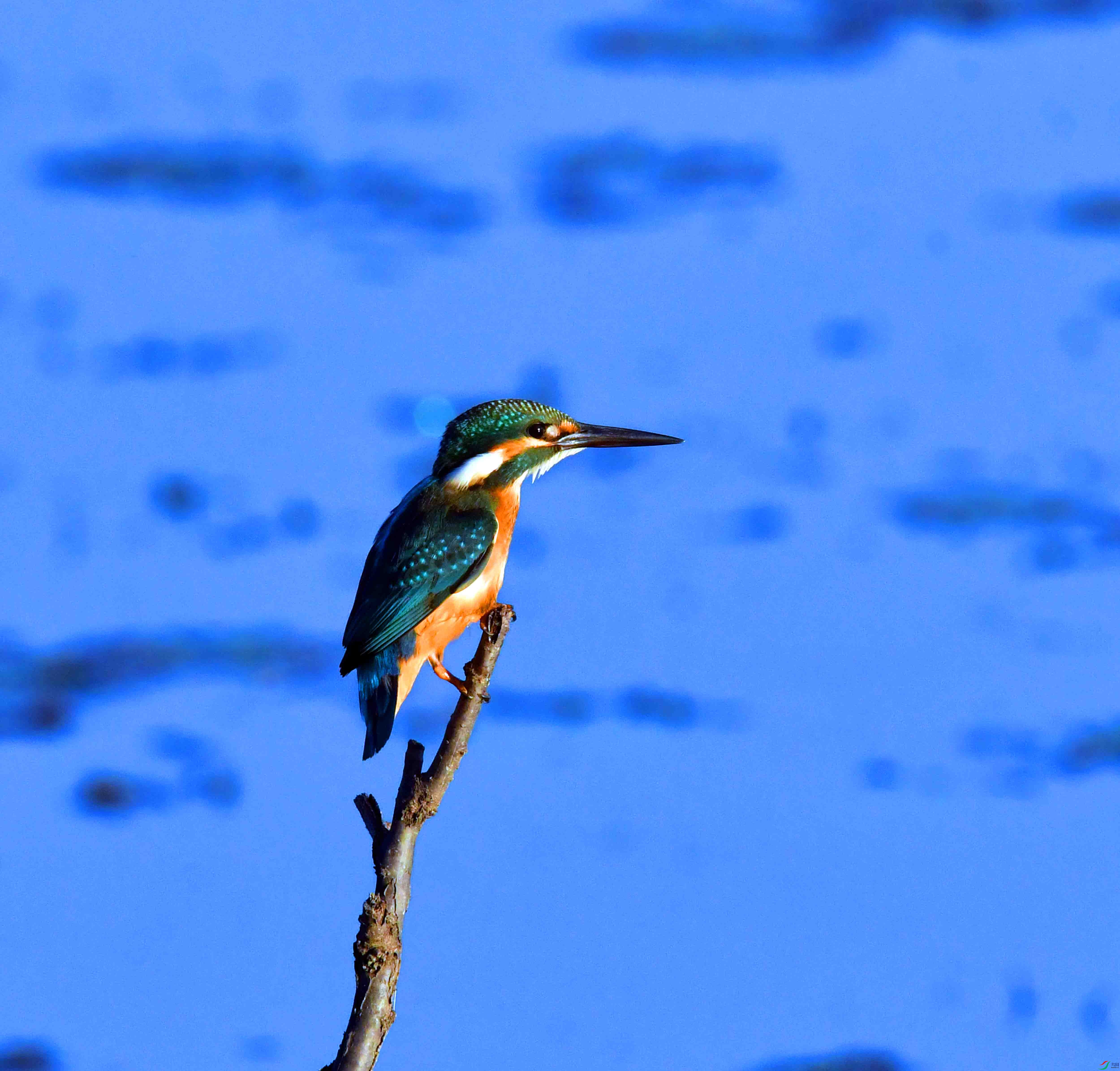 DSC_5153.JPG
