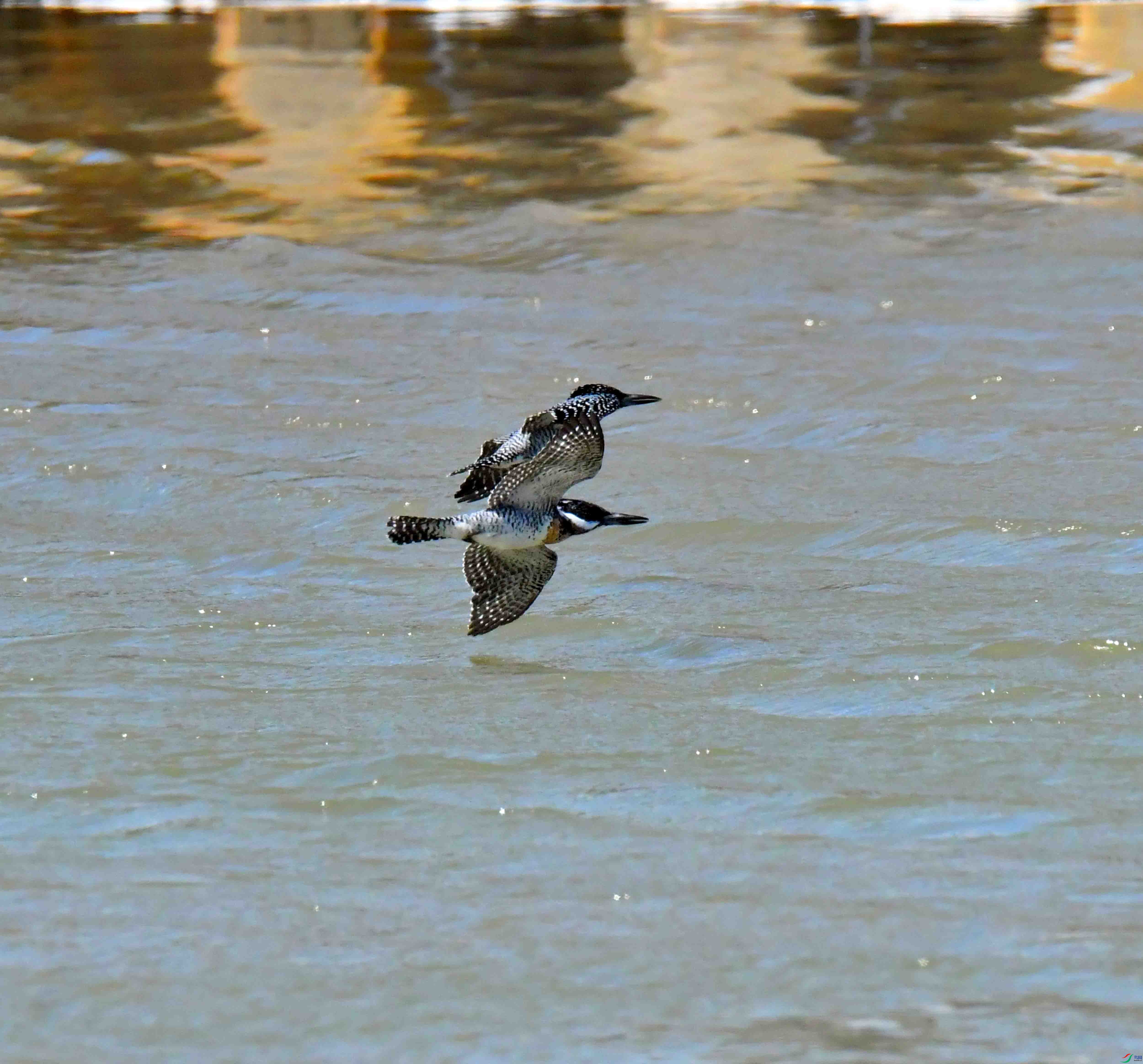 DSC_3135.JPG