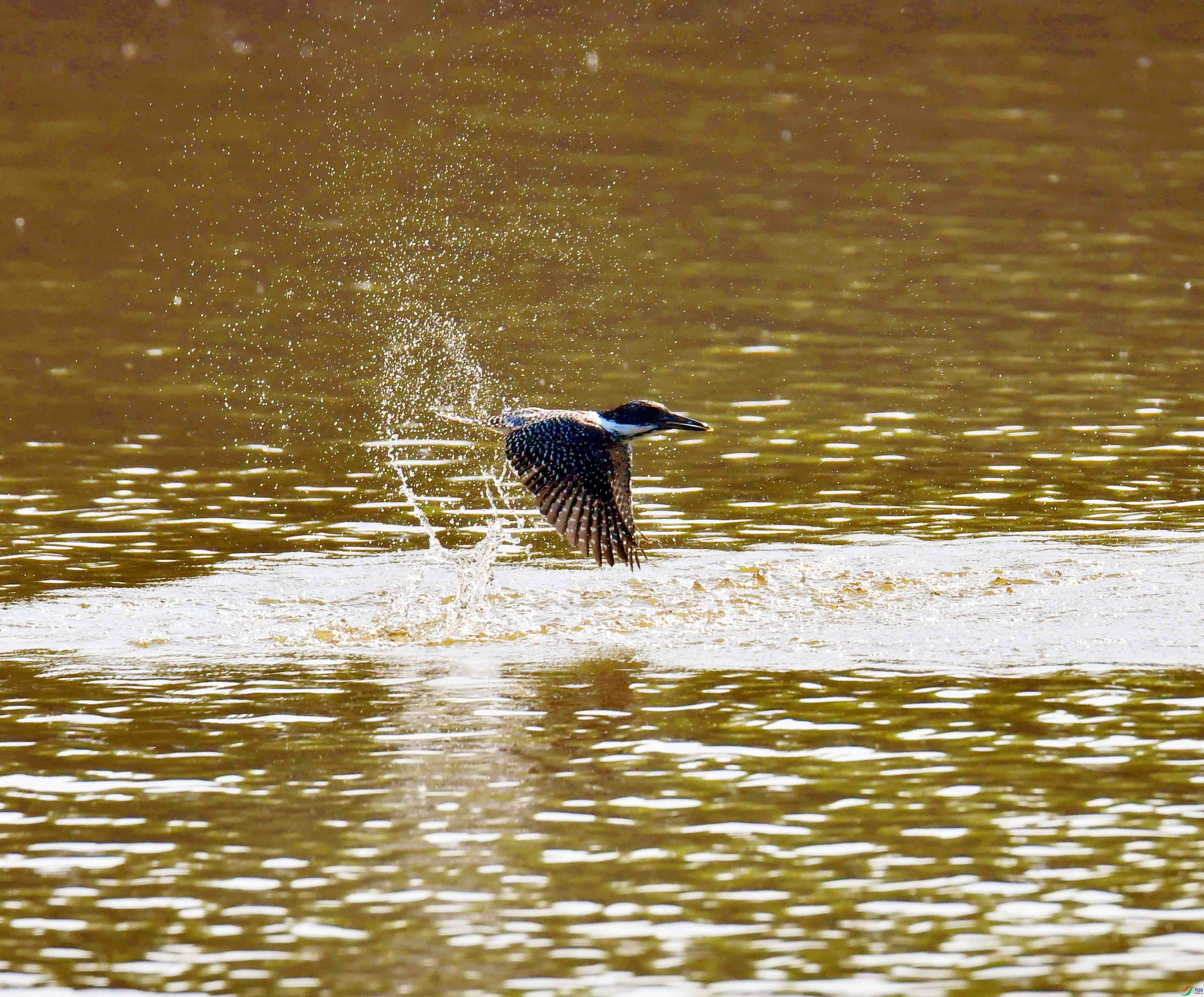 DSC_3478.JPG