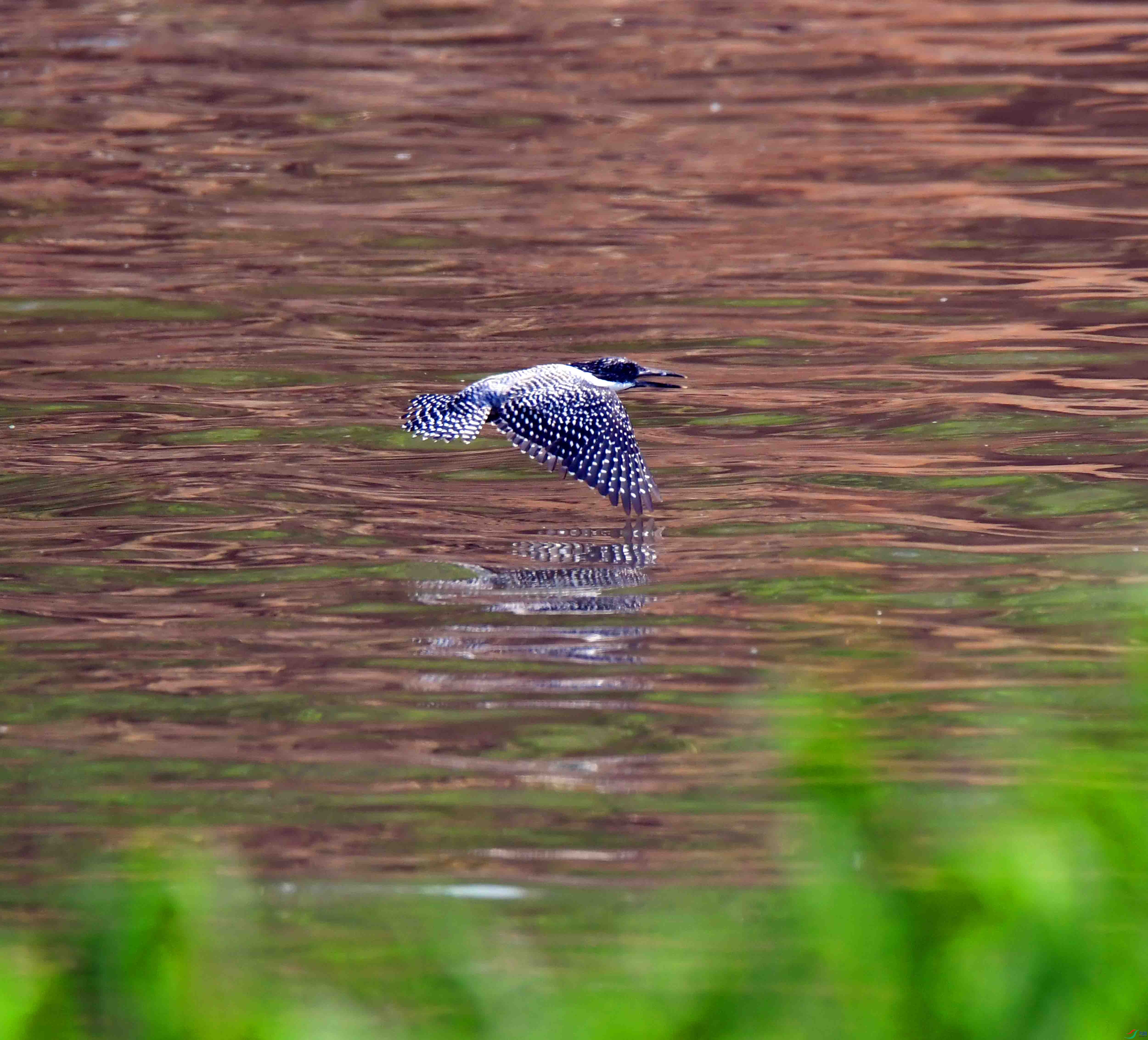 DSC_3580.JPG