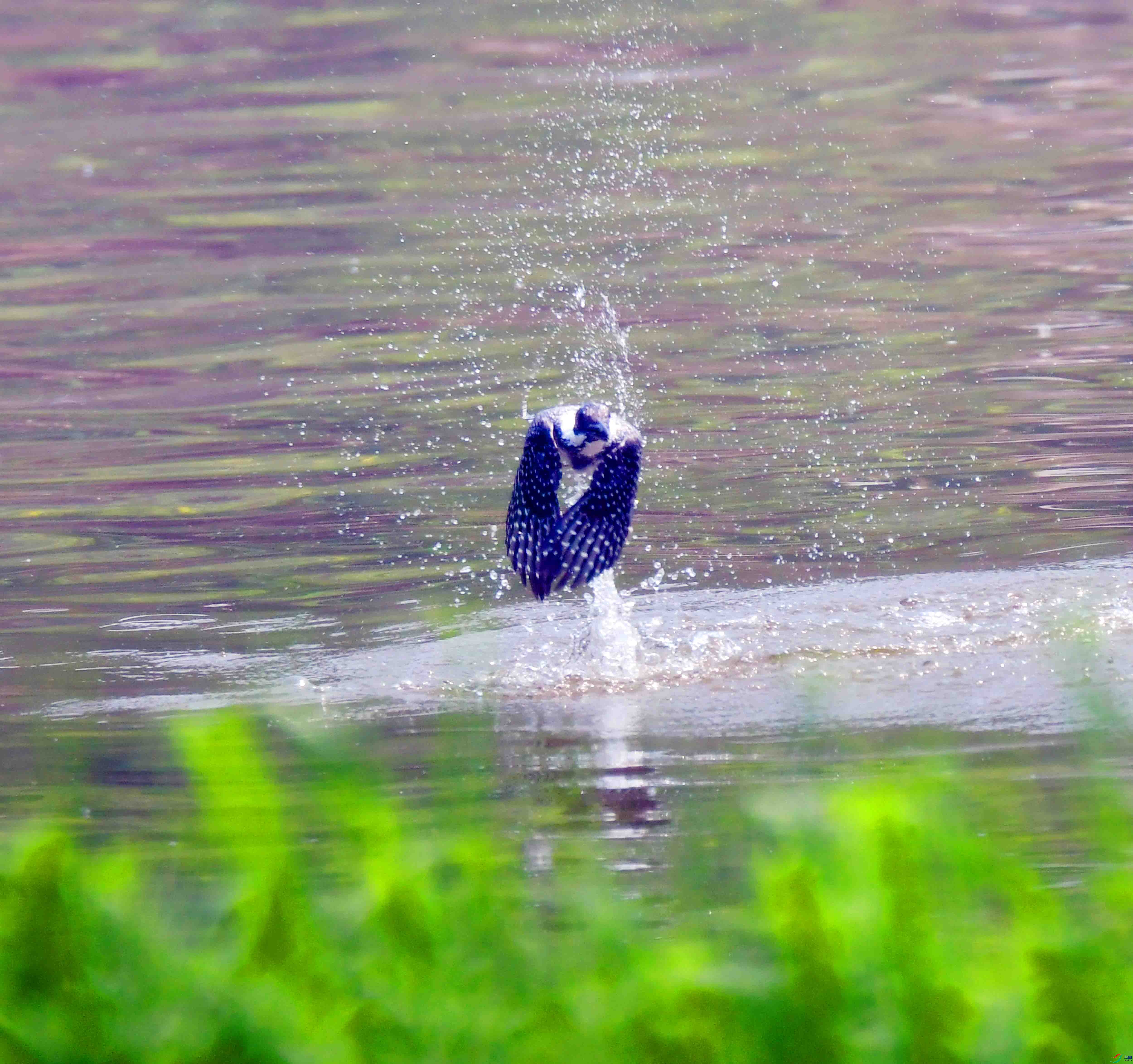 DSC_3600.JPG