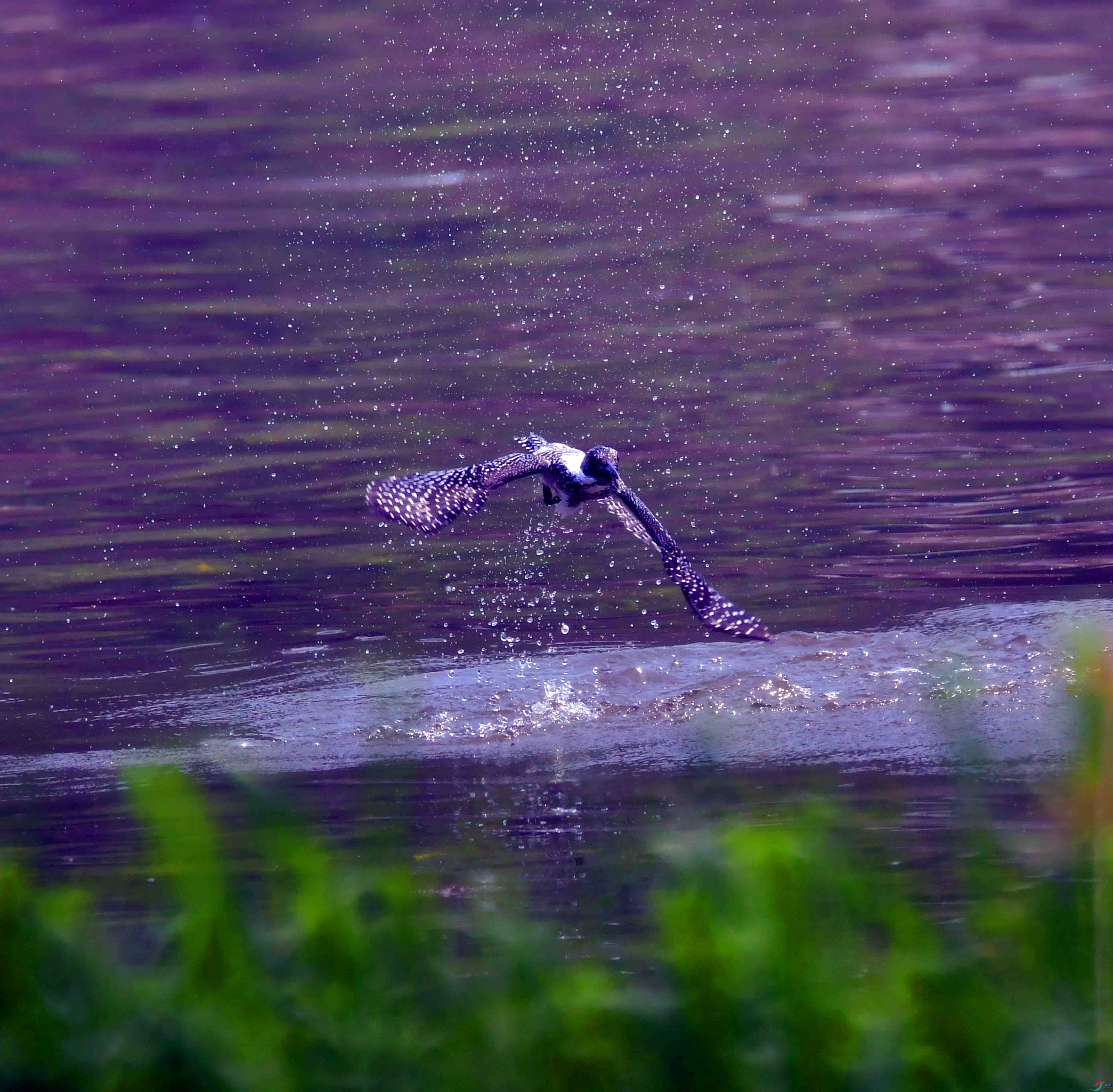 DSC_3601.JPG